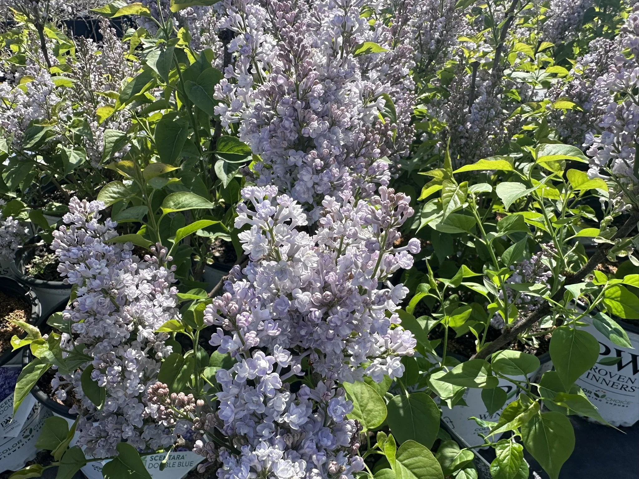 Syringa Scentara® Double Blue 'SMNSHBBL' PP29801