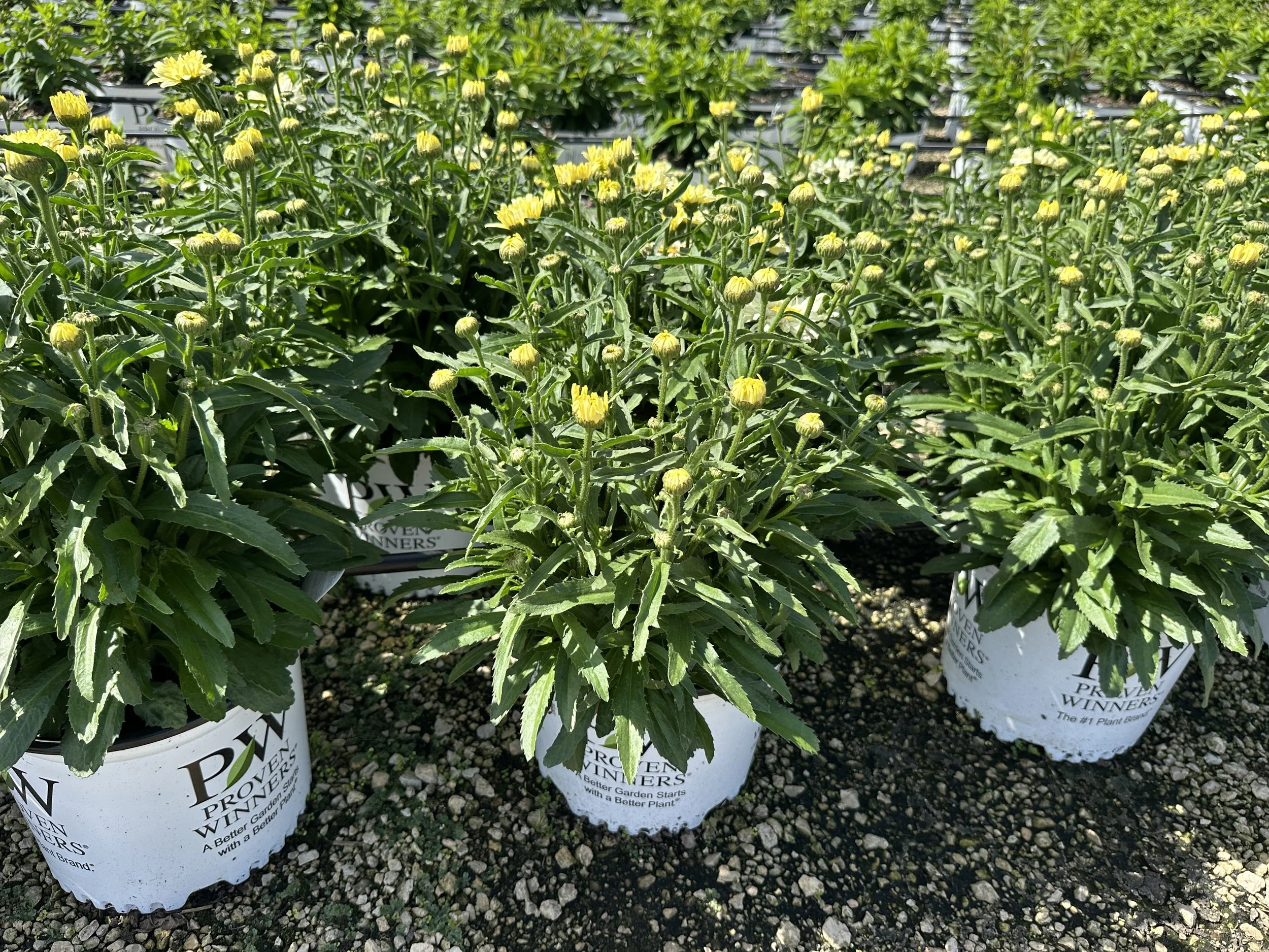 Leucanthemum superbum Amazing Daisies® 'Banana Cream II' PP33851