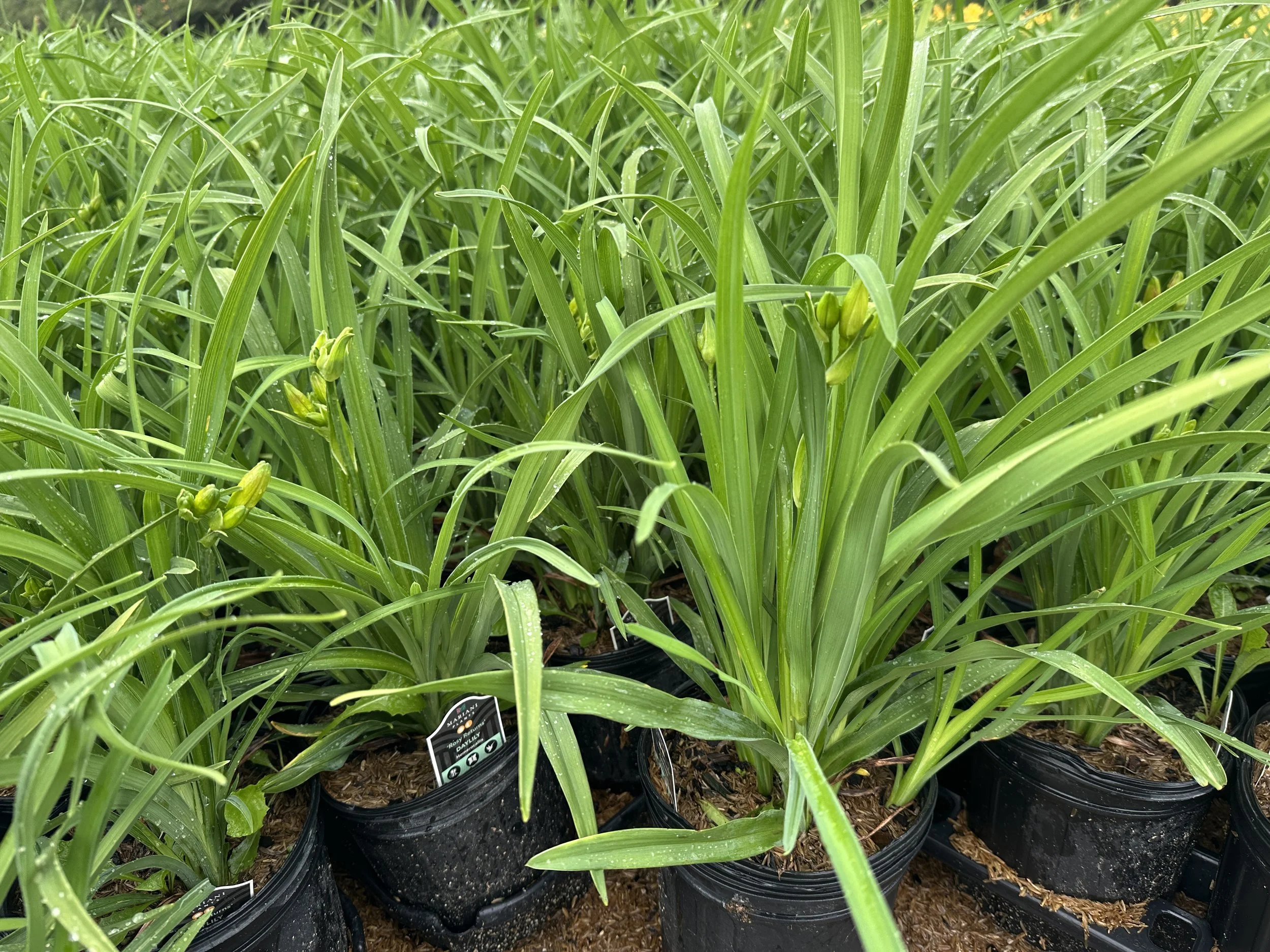 Hemerocallis 'Ruby Stella'