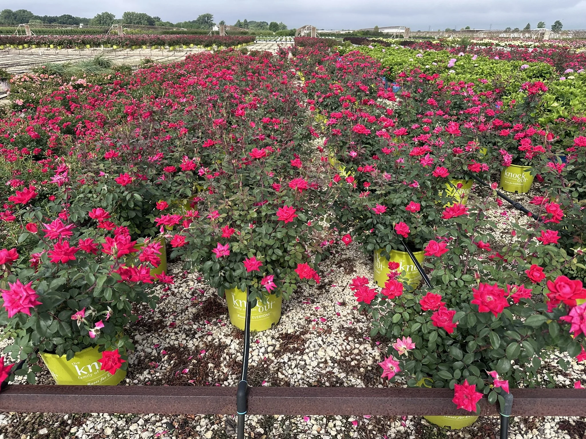 Rosa Double Knock Out® 'Radtko' PP16202