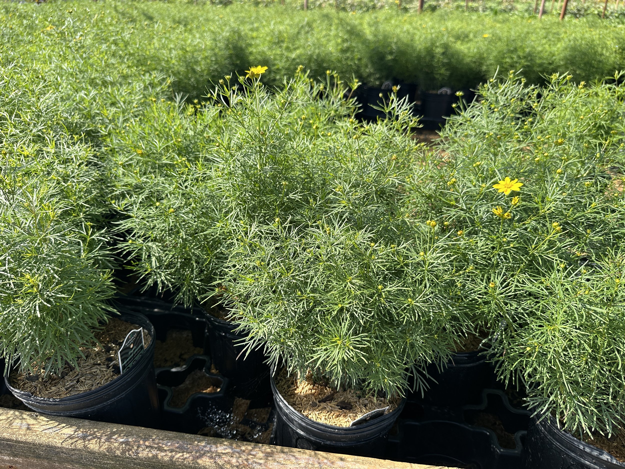 Coreopsis verticillata 'Zagreb'