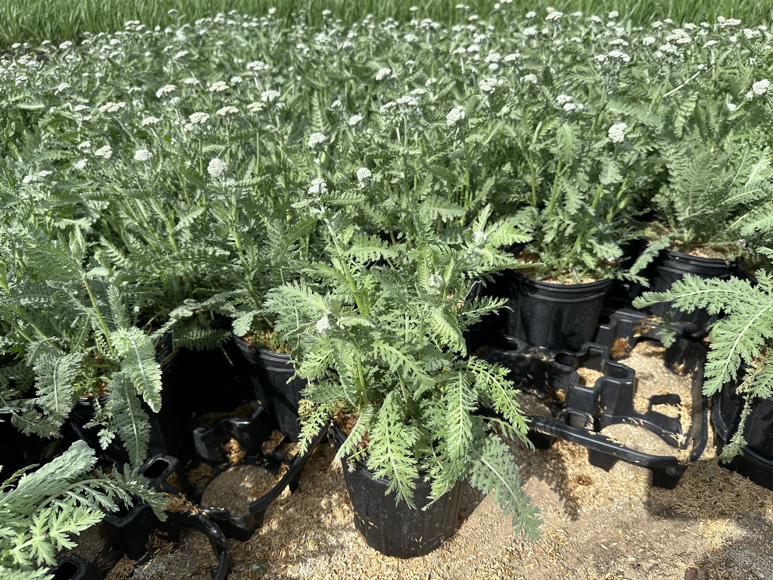 Achillea 'Moonshine'