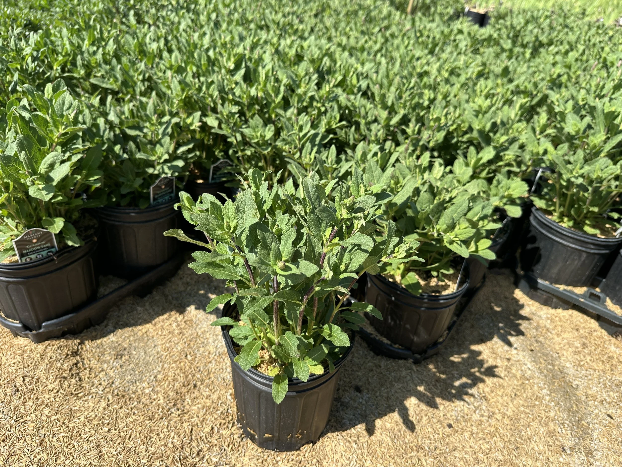 Salvia nemorosa 'Caradonna'