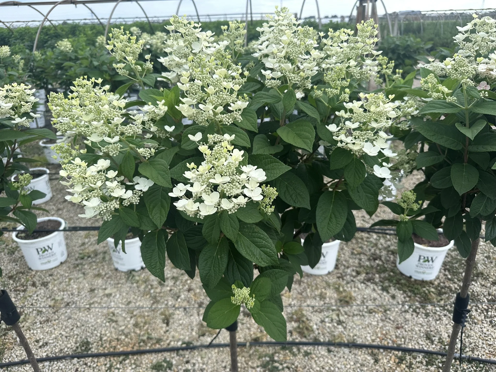 Hydrangea pan. Quick Fire® 'Bulk' (Tree Form) PP16812