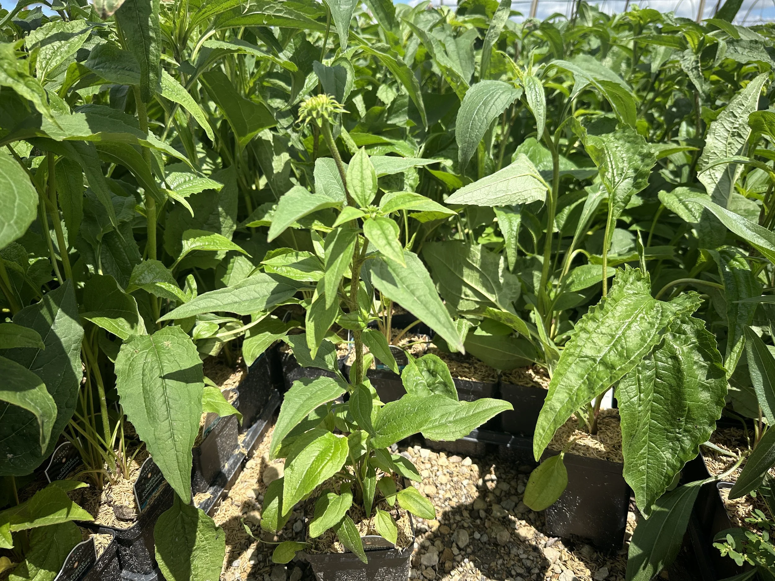 Echinacea purpurea