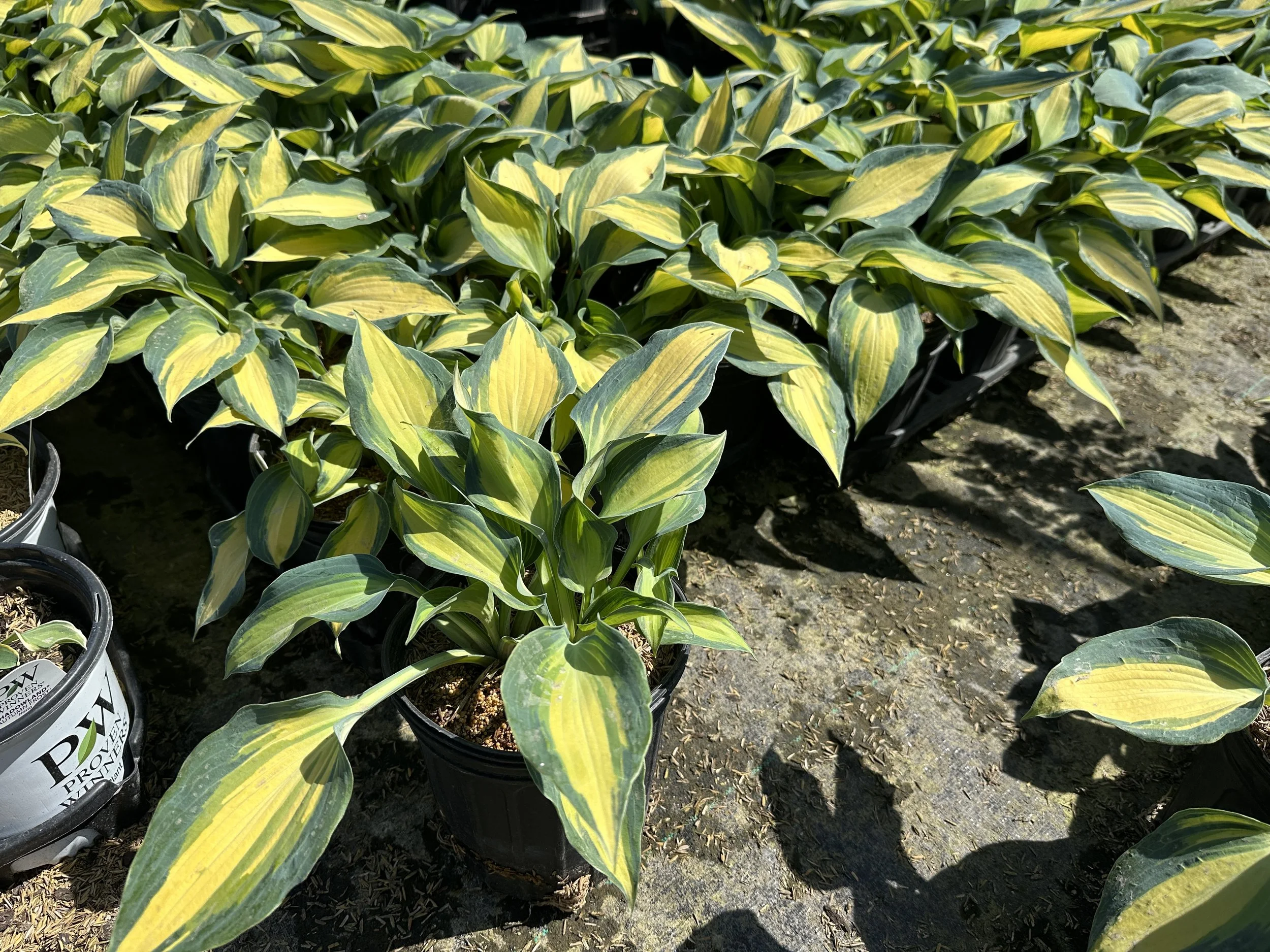 Hosta 'June'