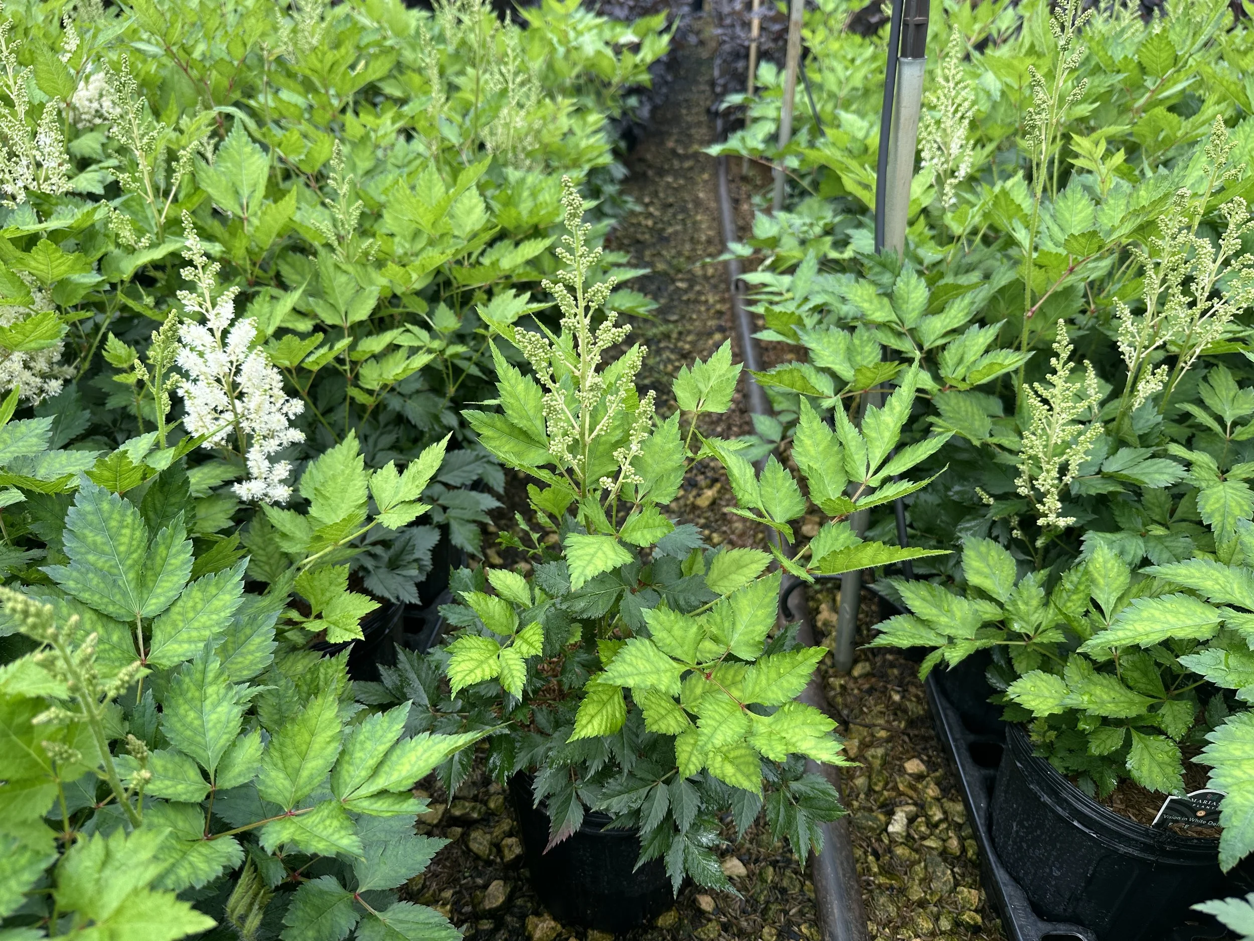 Astilbe chinensis 'Vision in White Delight' PPAF