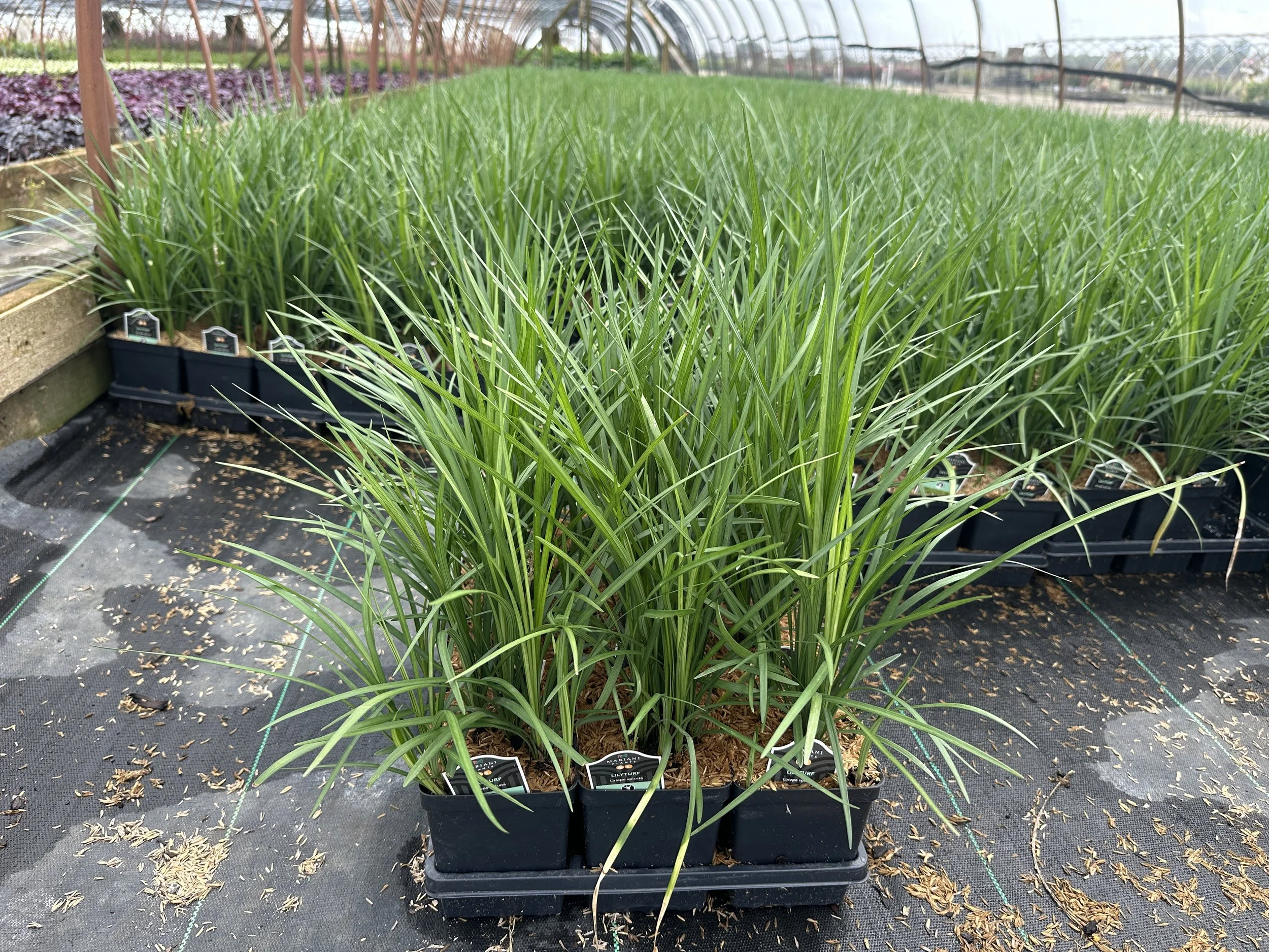 Liriope spicata.JPG