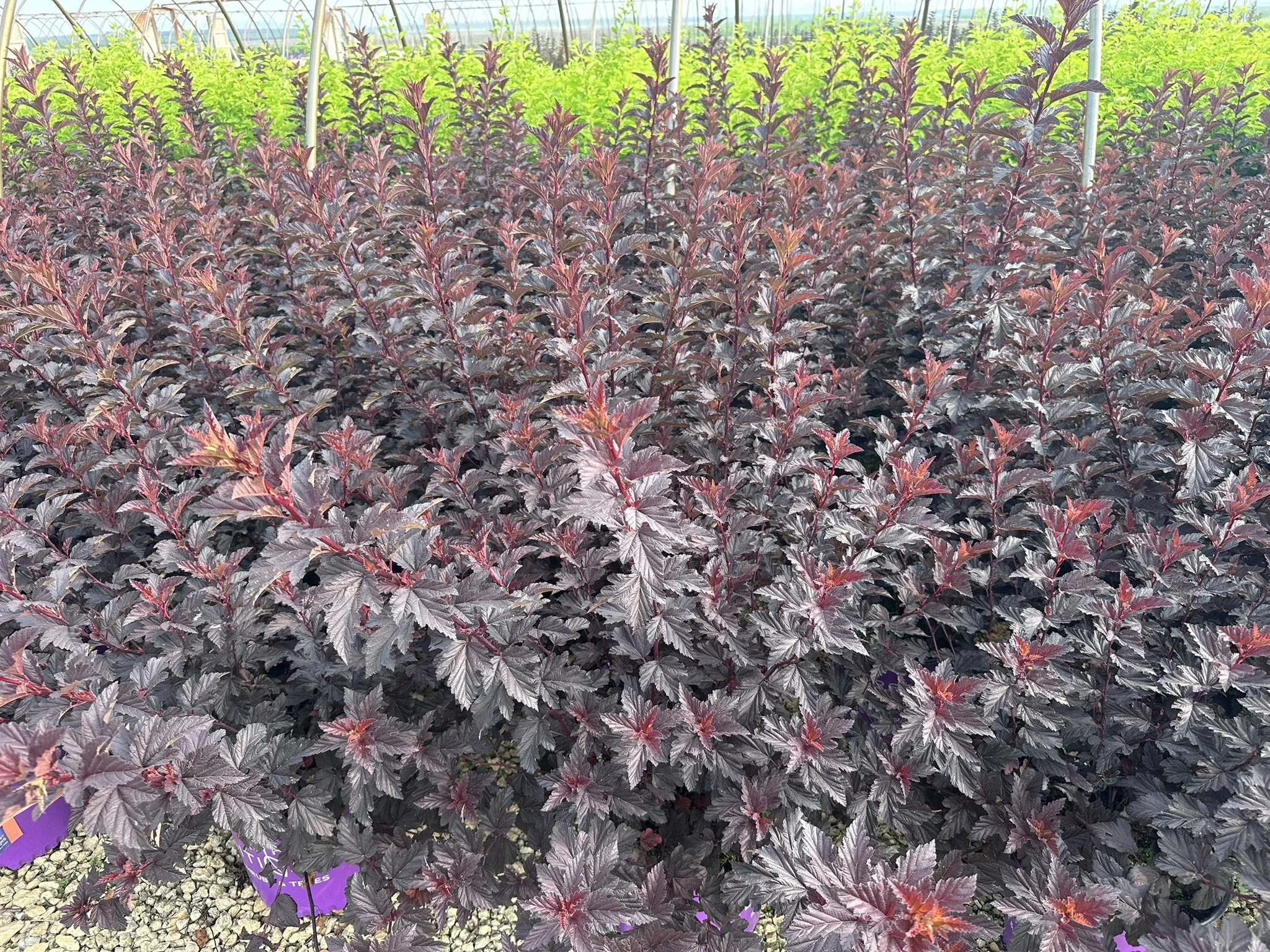 Physocarpus op. Fireside® 'UMNHarpell' PP30792