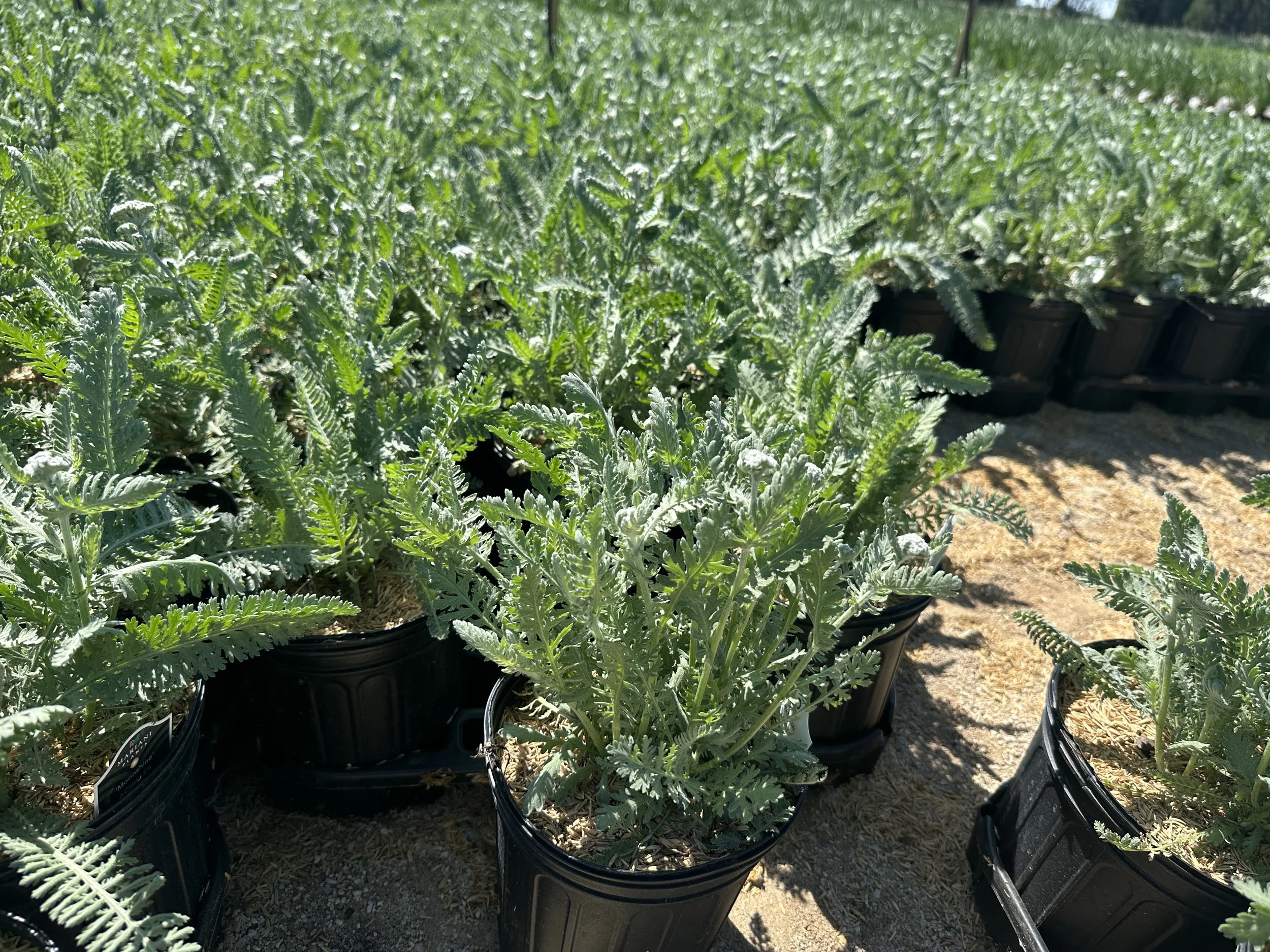 Achillea 'Moonshine'
