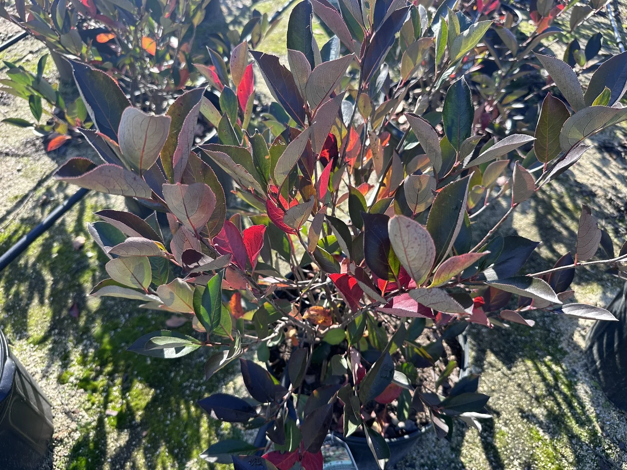 Aronia melanocarpa Iroquois Beauty™ 'Morton'