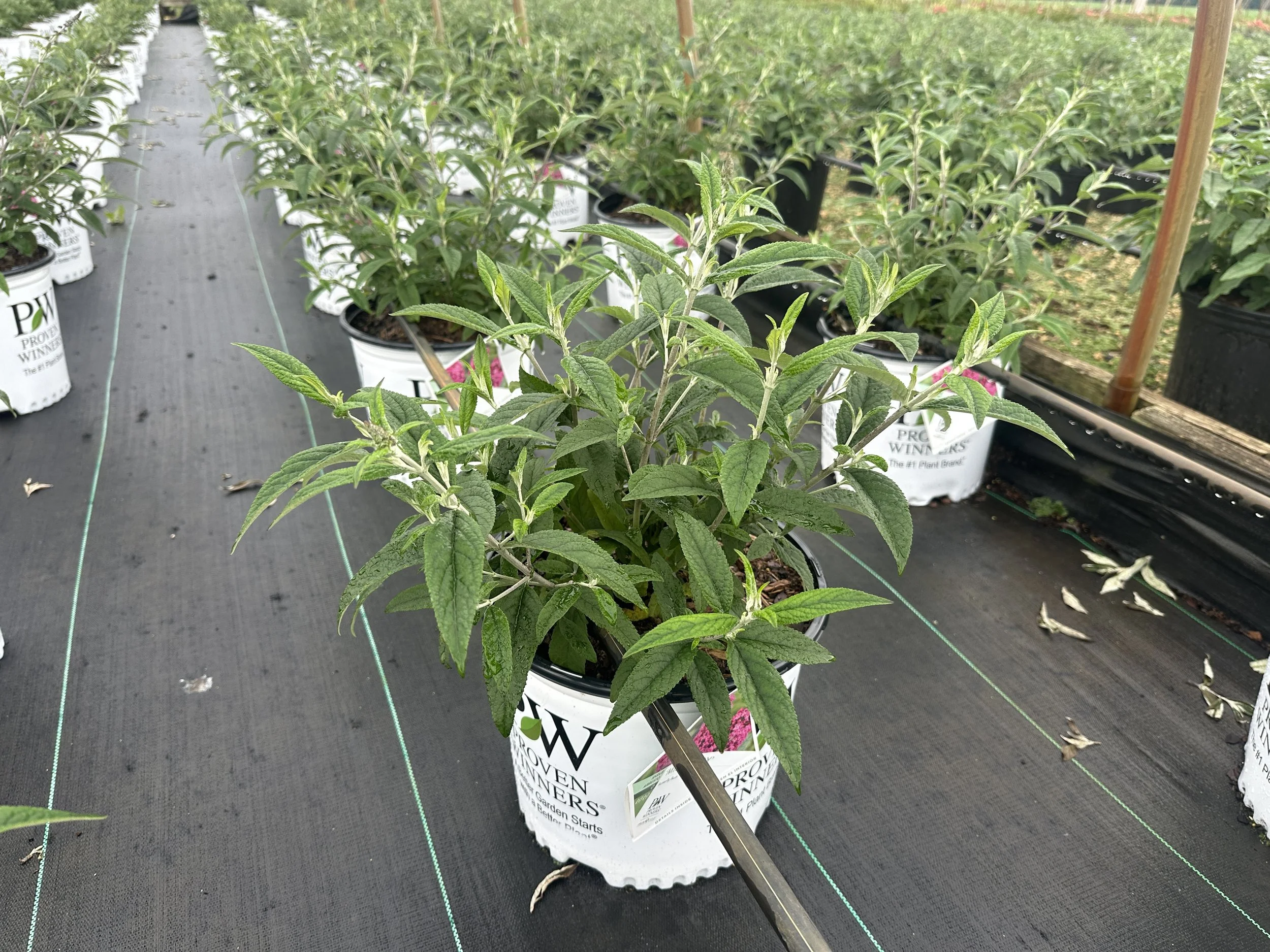 Buddleia 'Miss Ruby' PP19950
