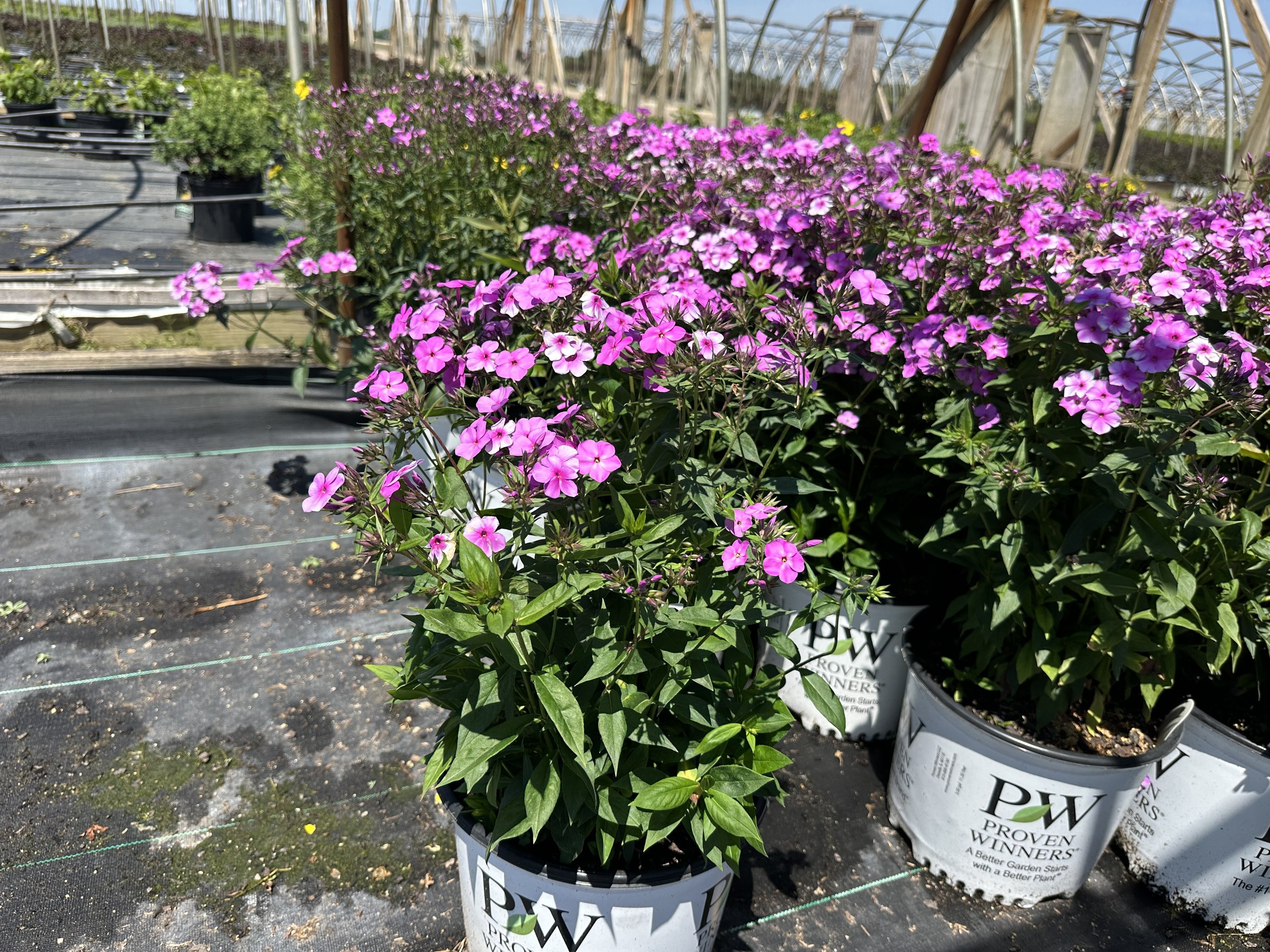 Phlox 'Cloudburst' PP30289