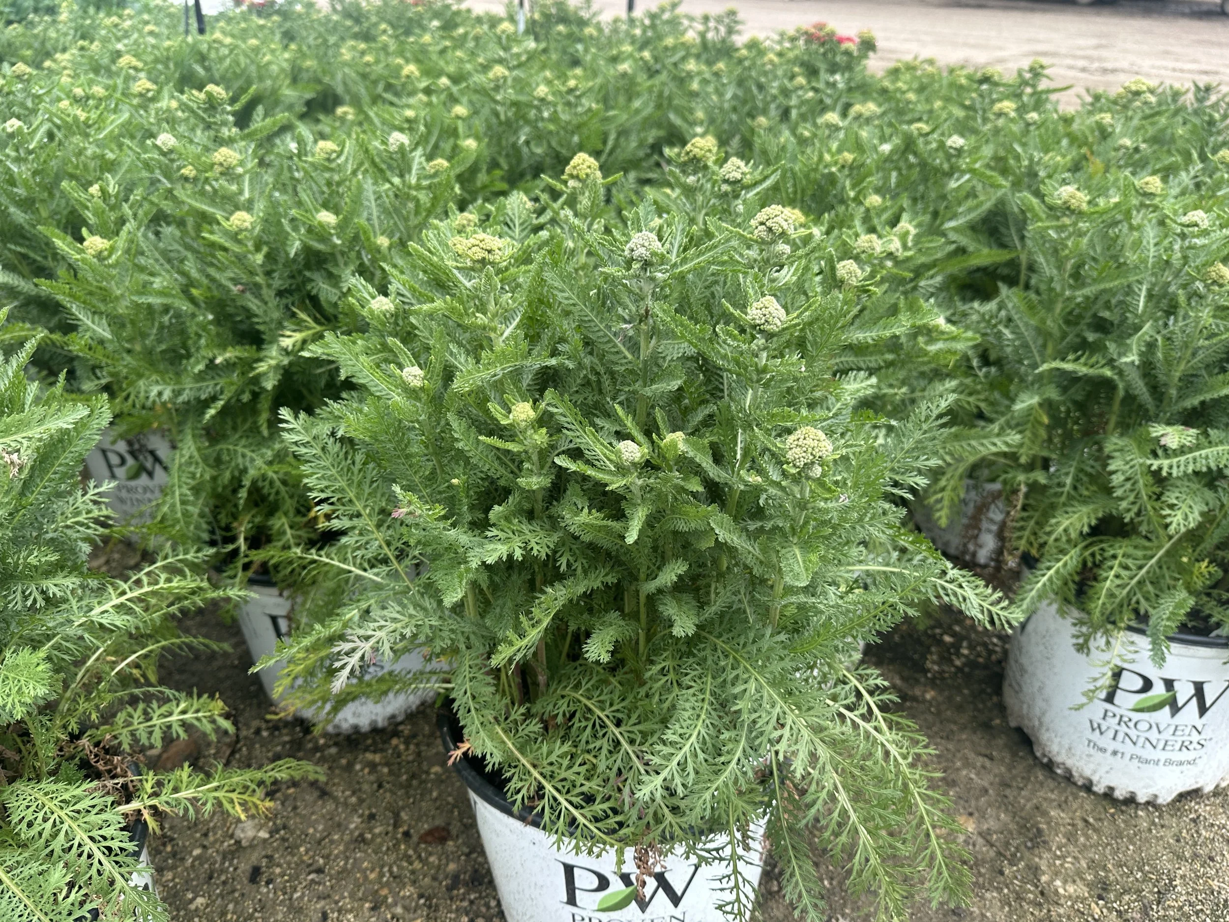 Achillea 'Firefly Red Pop' PP36061