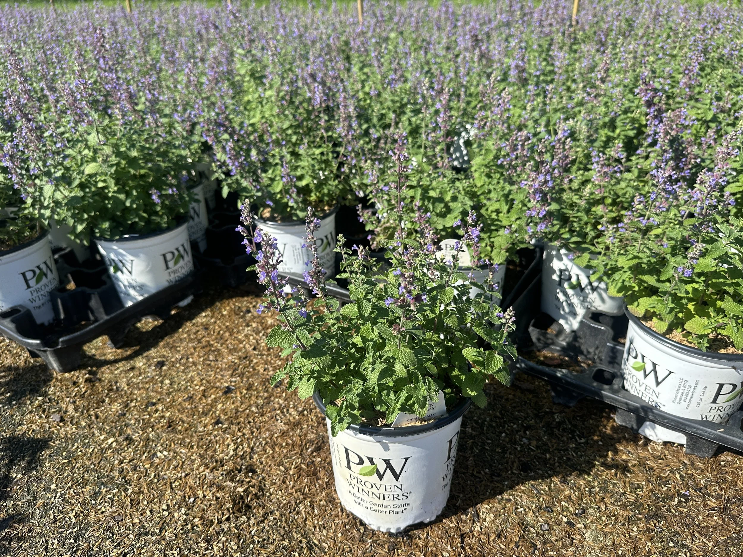 Nepeta 'Cat's Pajamas' PP31127