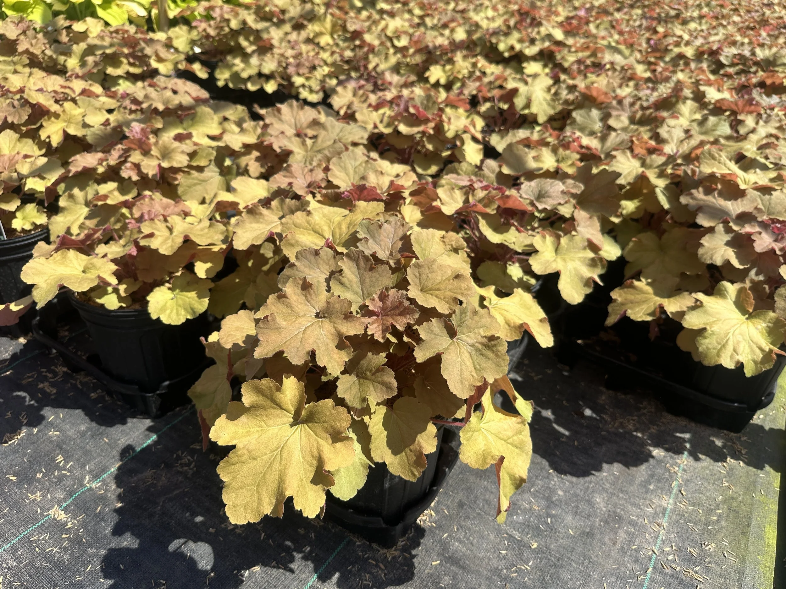Heuchera 'Caramel' PP16560