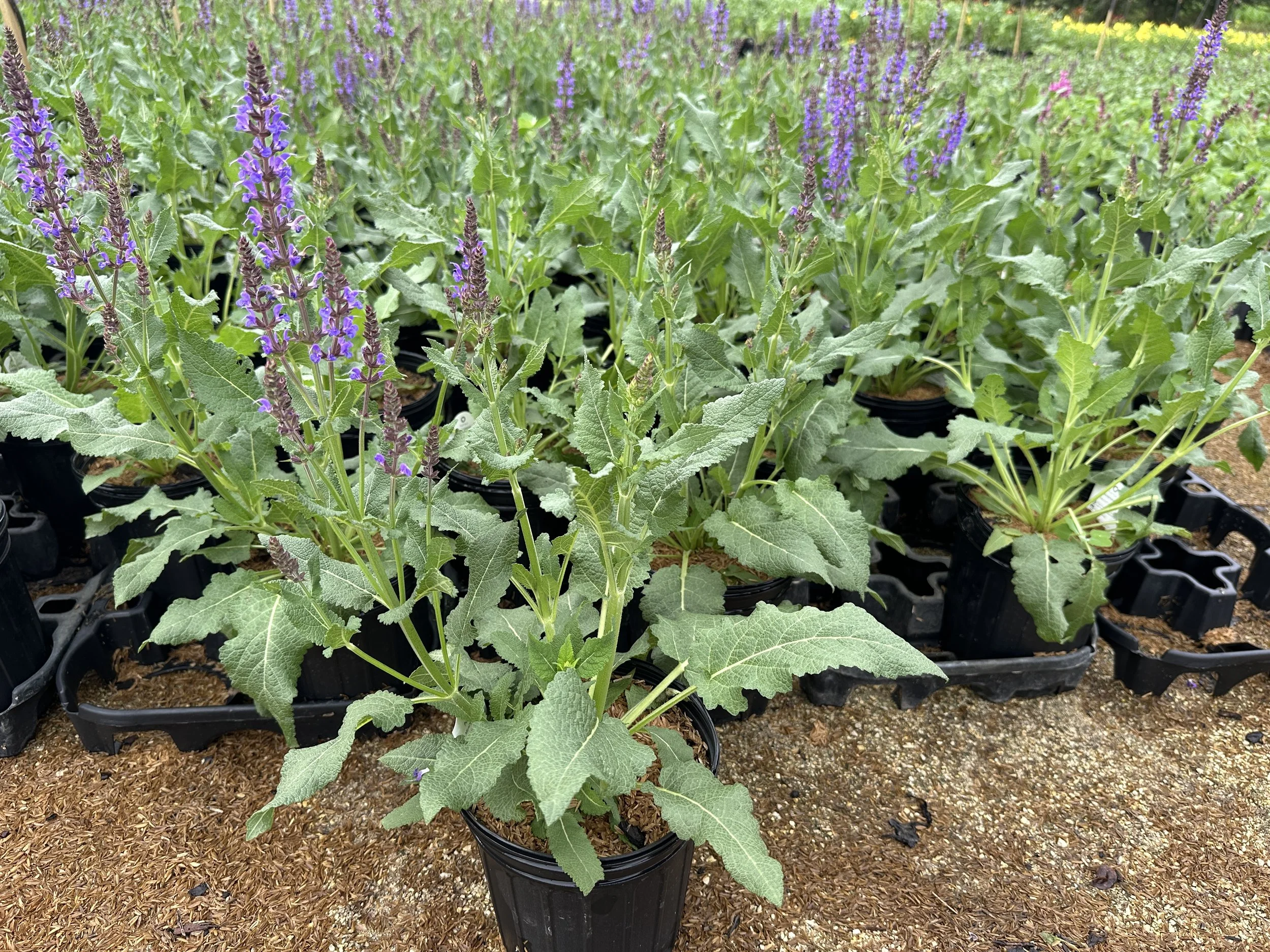 Salvia 'Blue By You' PP31033