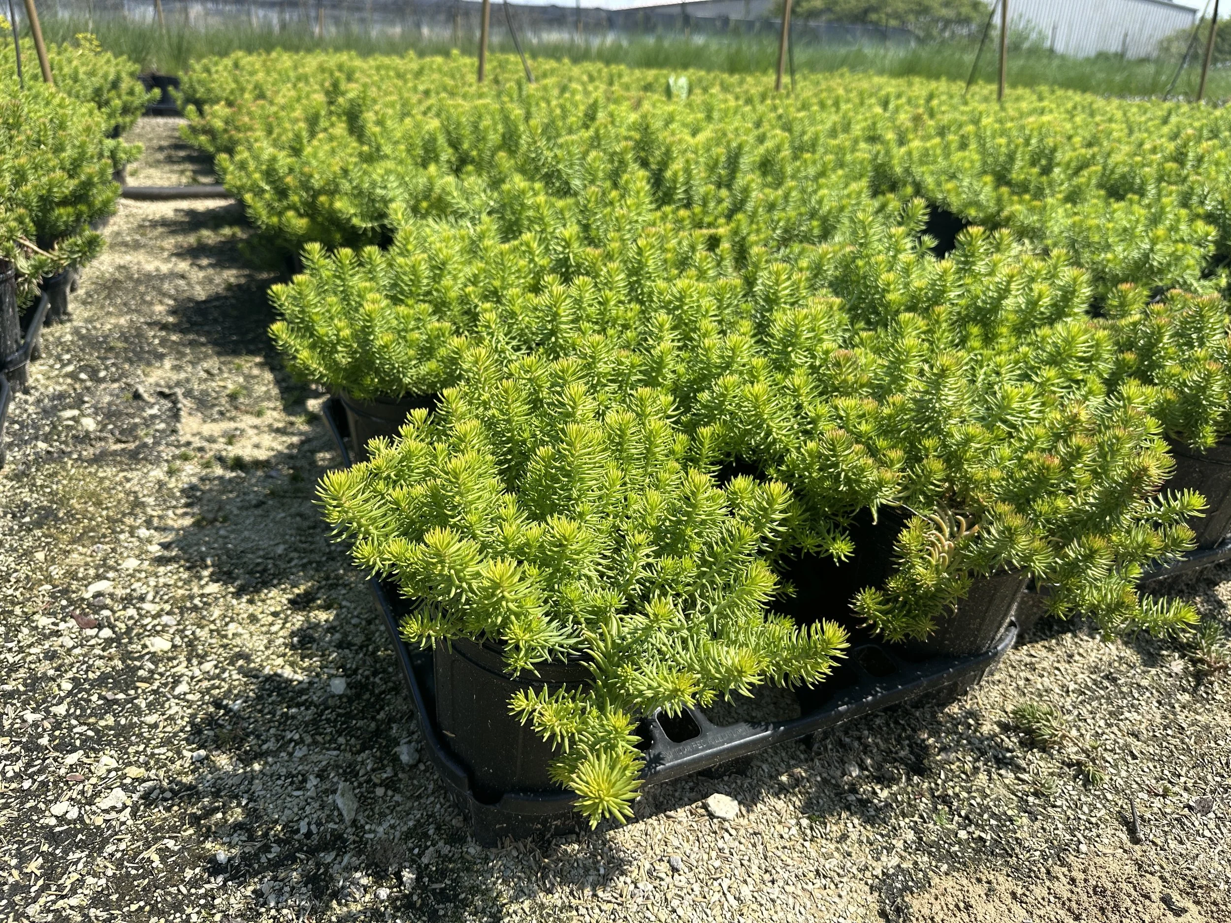 Sedum rupestre 'Angelina'
