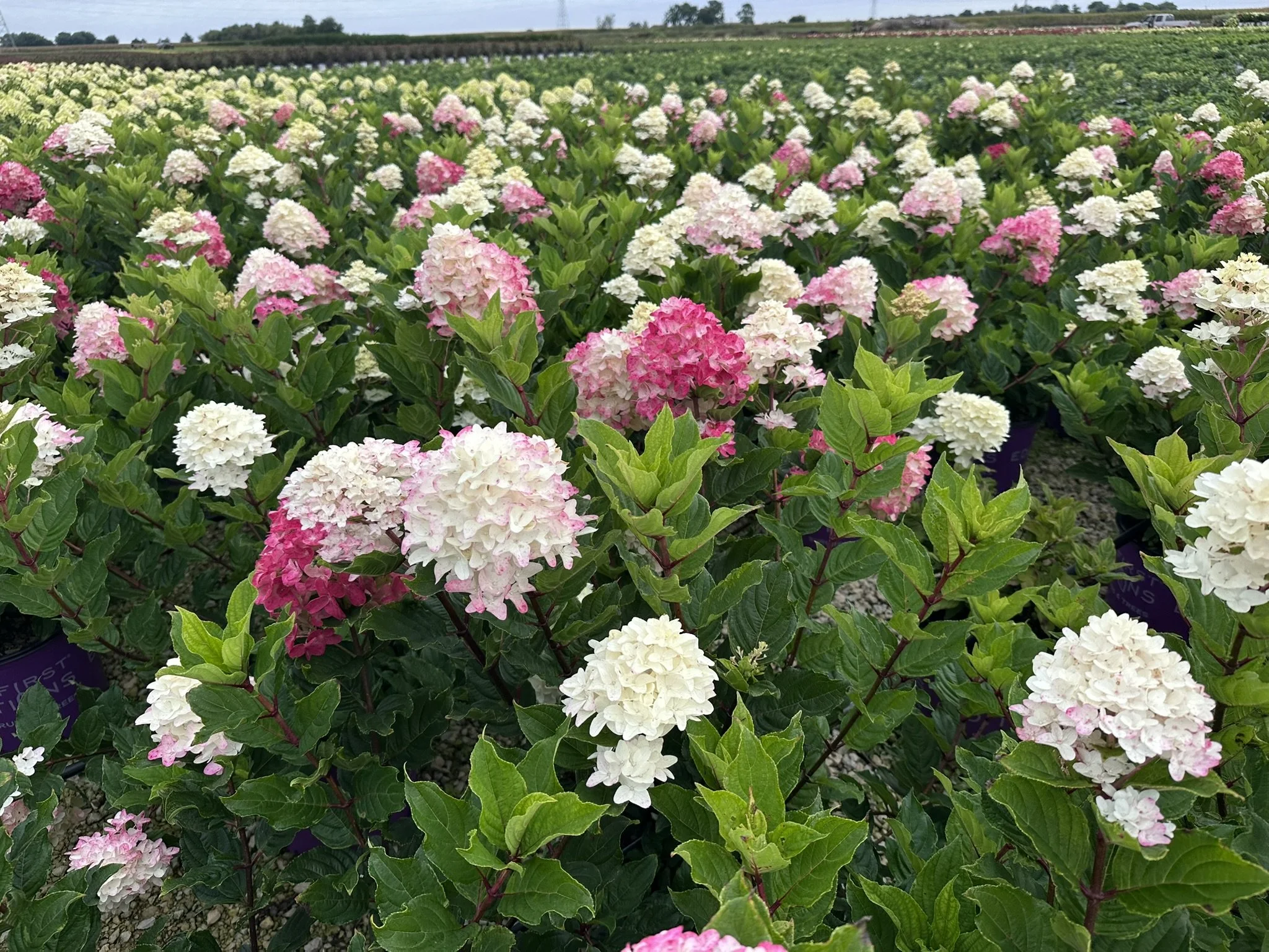 Hydrangea paniculata Spring Sizzle® 'BAILPANTHREE' PP36526