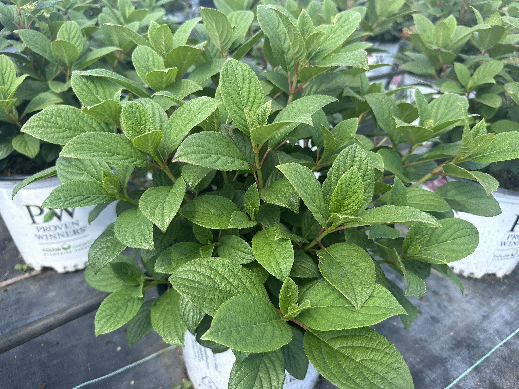 Hydrangea paniculata Little Quick Fire® 'SMHPLQF' PP25136