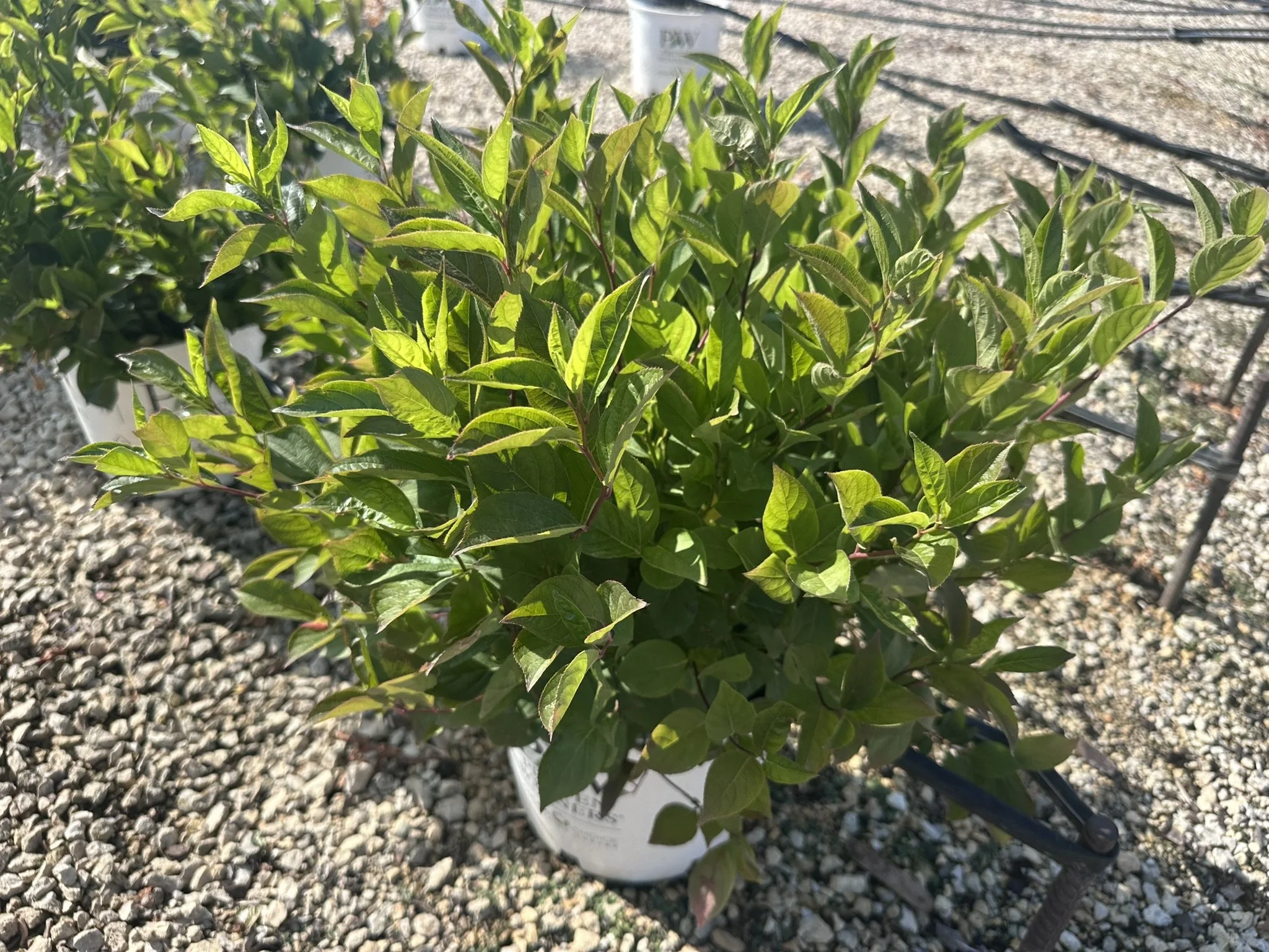 Itea virginica Little Henry® 'Sprich' PP10988