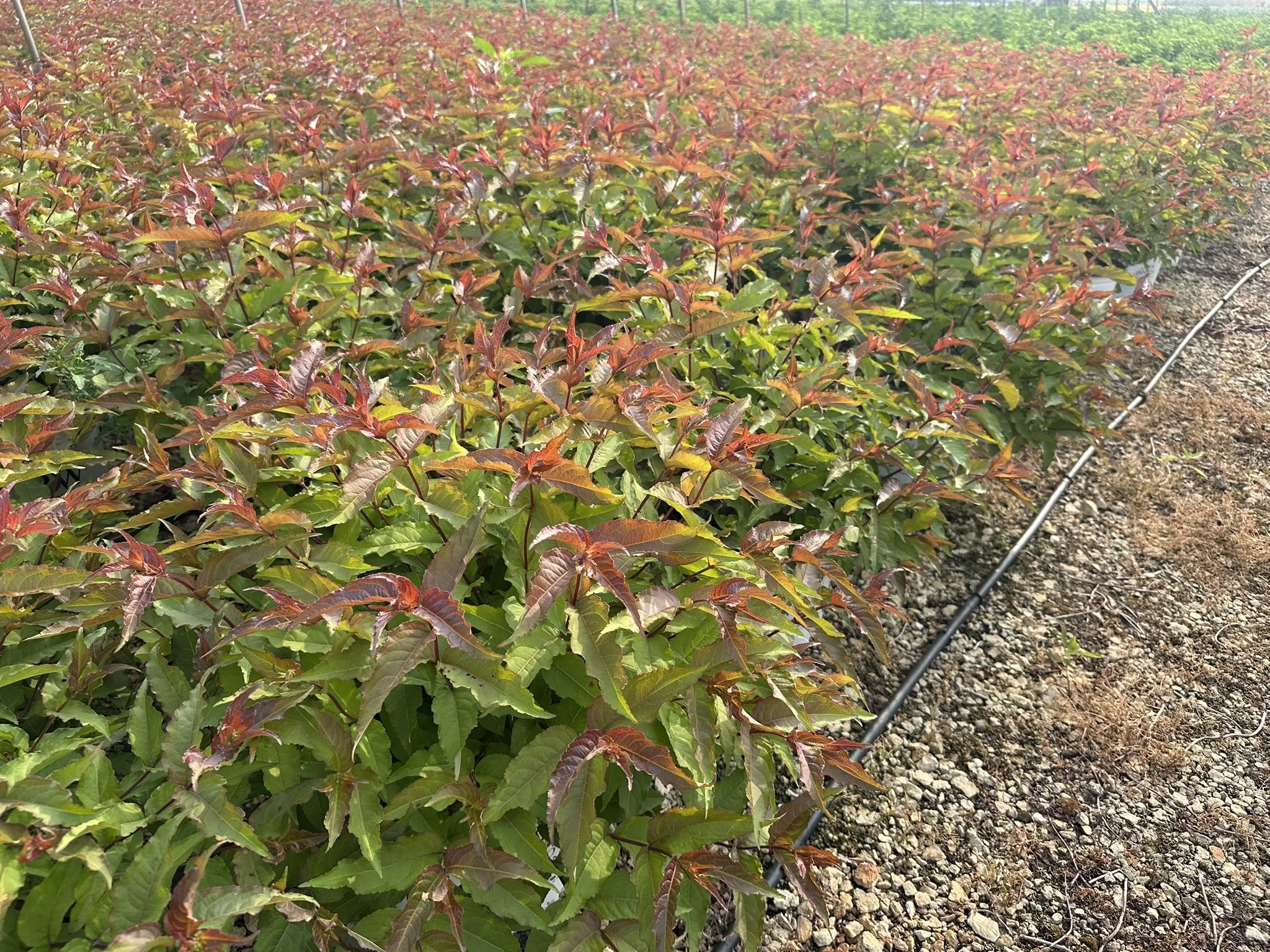 Diervilla x splendens Kodiak® Red 2.0 'SMNDSD' PP35792