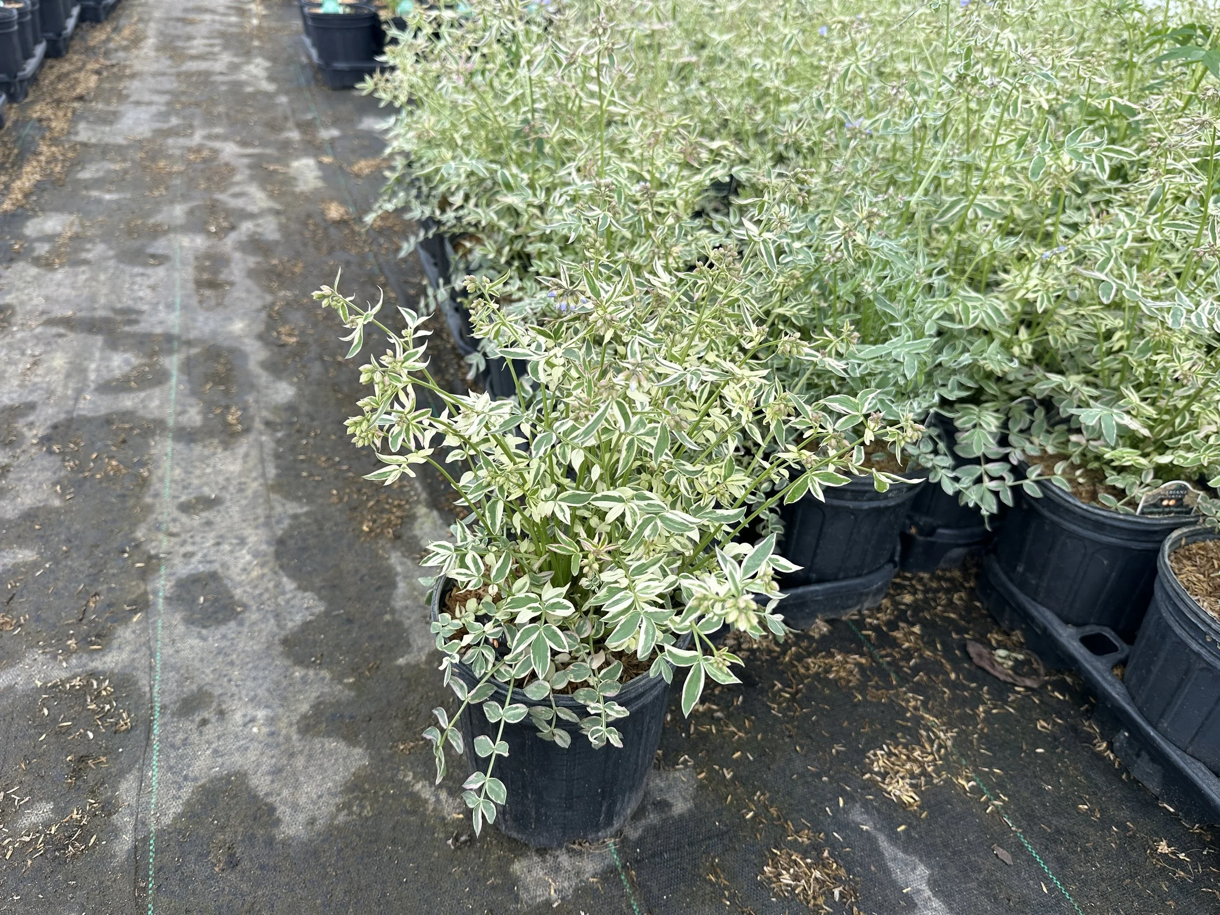 Polemonium reptans 'Stairway to Heaven' PP15187