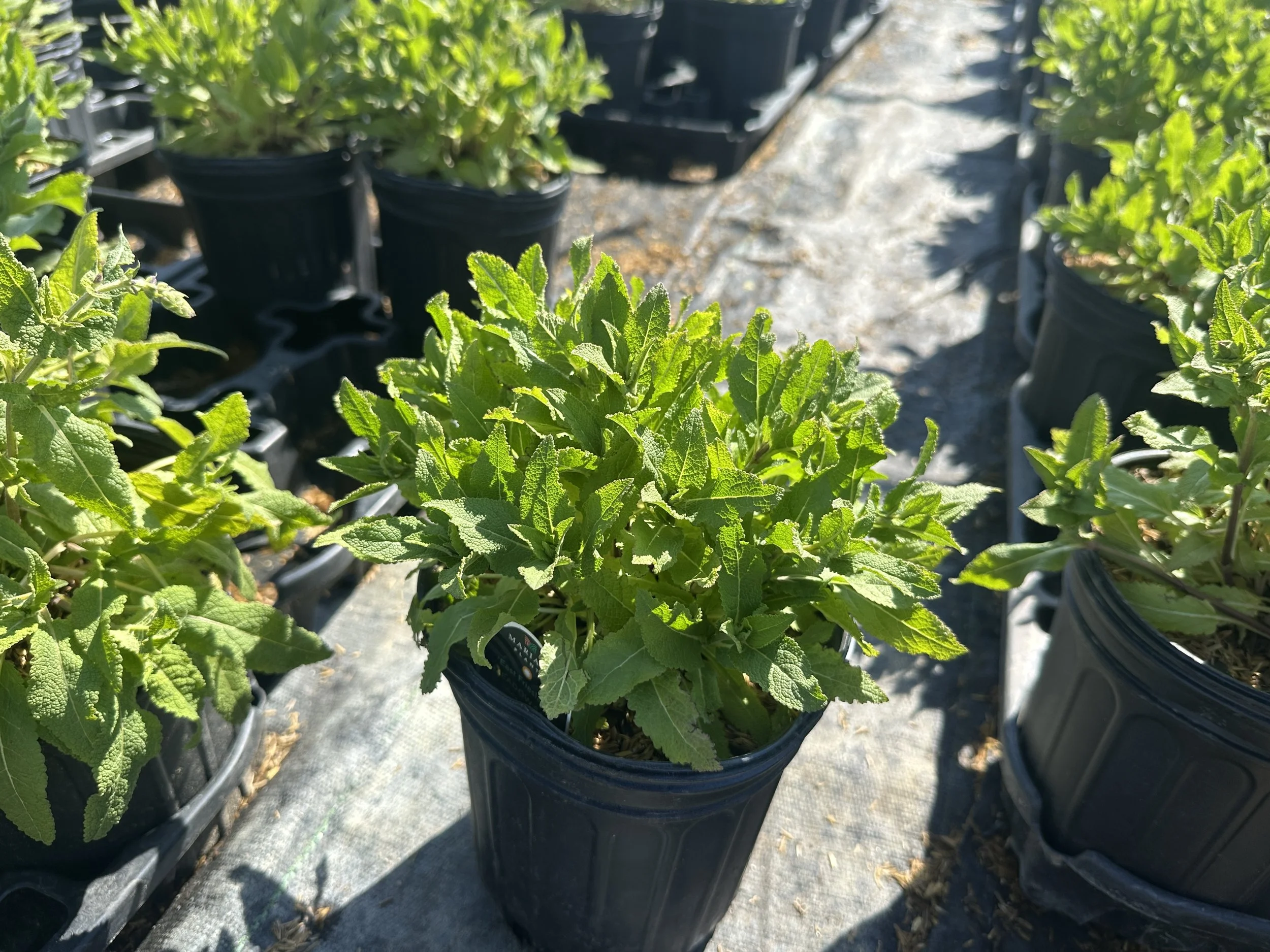 Salvia nemorosa 'East Friesland' ('Ostfriesland')