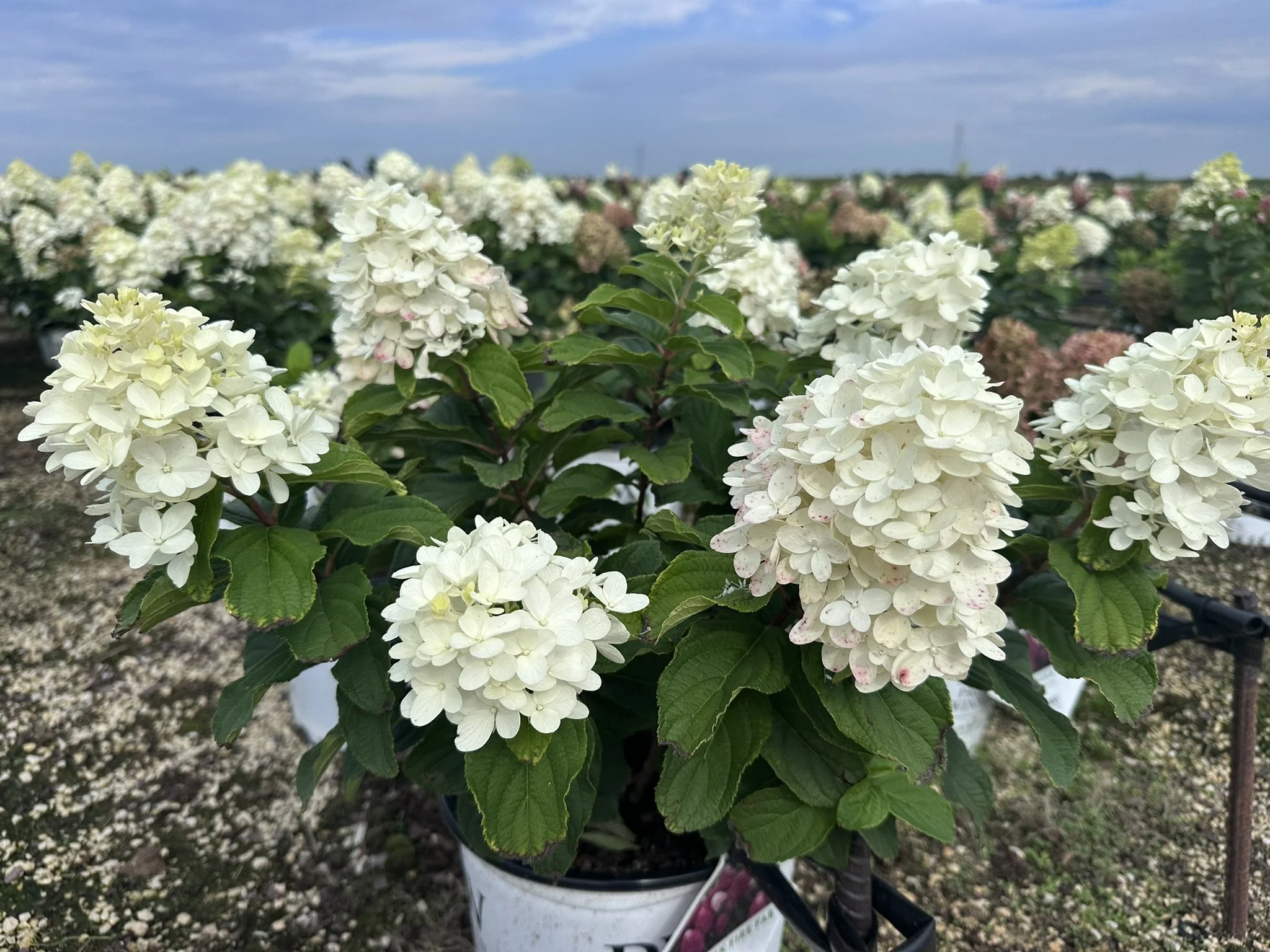 Hydrangea paniculata Quick Fire Fab® 'SMNHPM' PP32513