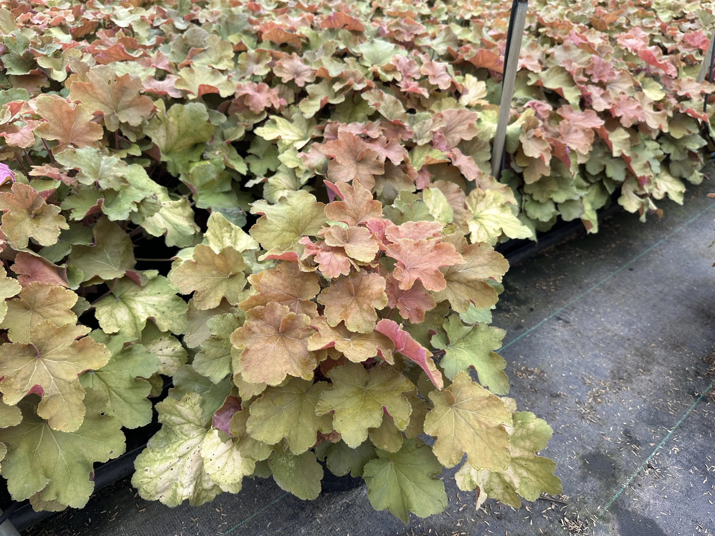 Heuchera 'Caramel' PP16560