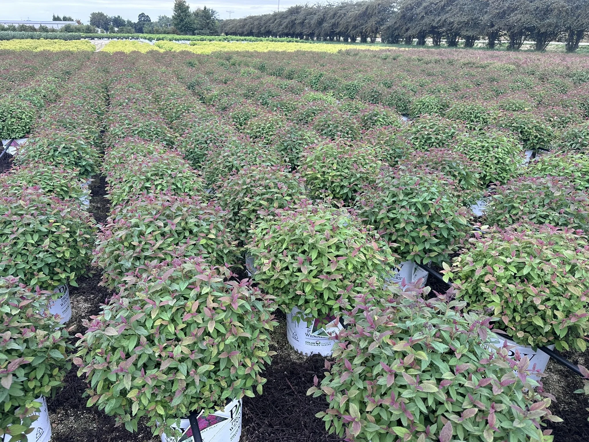 Spiraea japonica Double Play® Red 'SMNSJMFR' PP26993