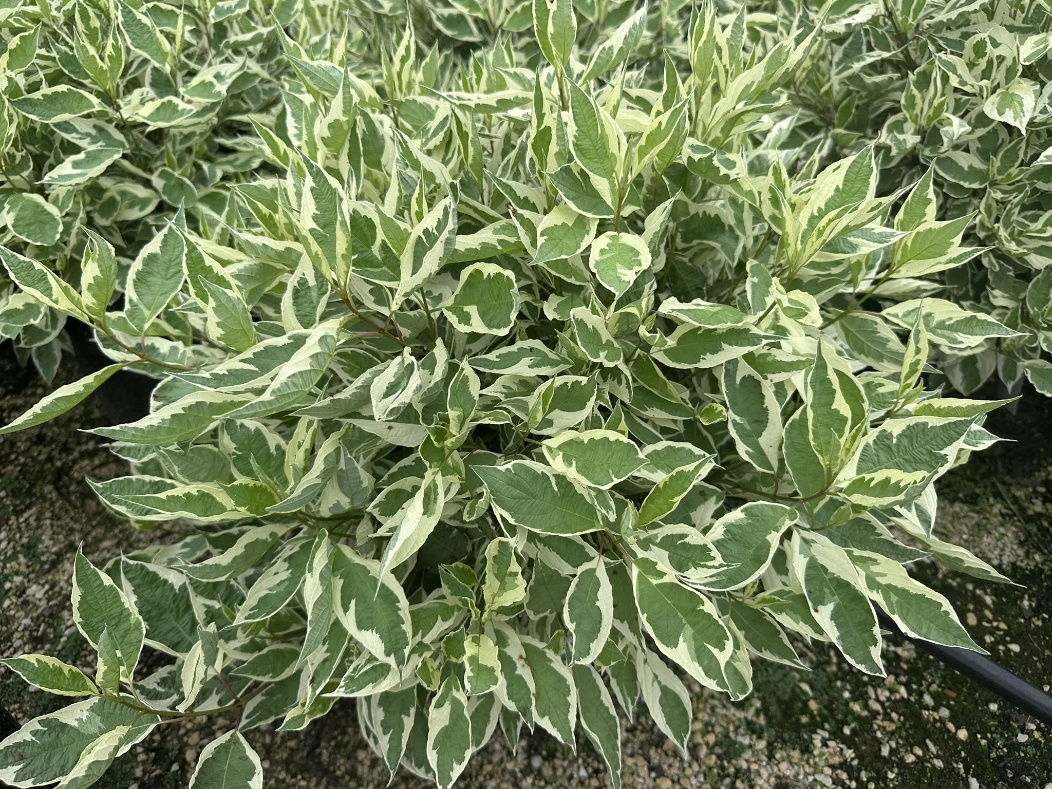 Cornus alba Ivory Halo® 'Bailhalo'