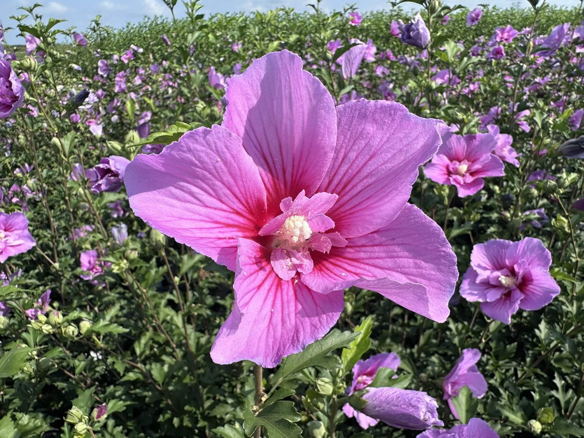 Hibiscus syriacus Dark Lavender Chiffon® 'SMNHSPCL' PP33568