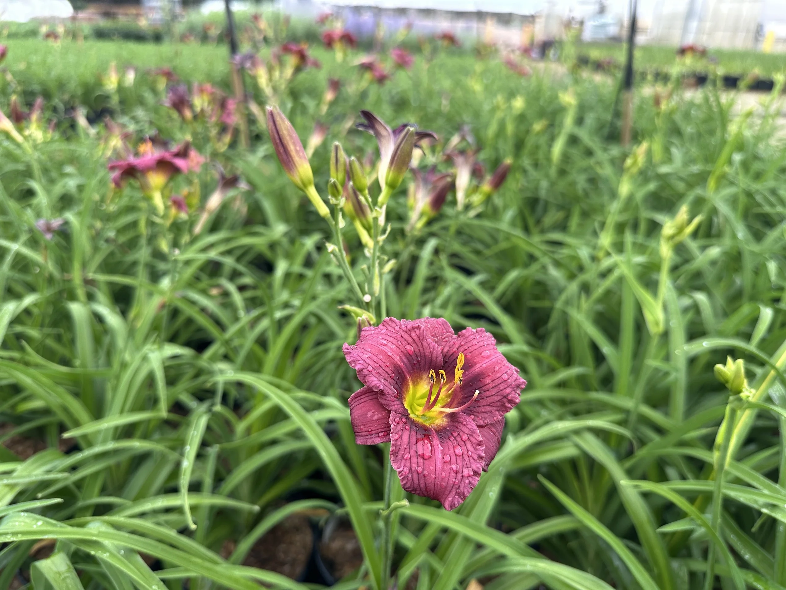 Hemerocallis 'Purple de Oro'