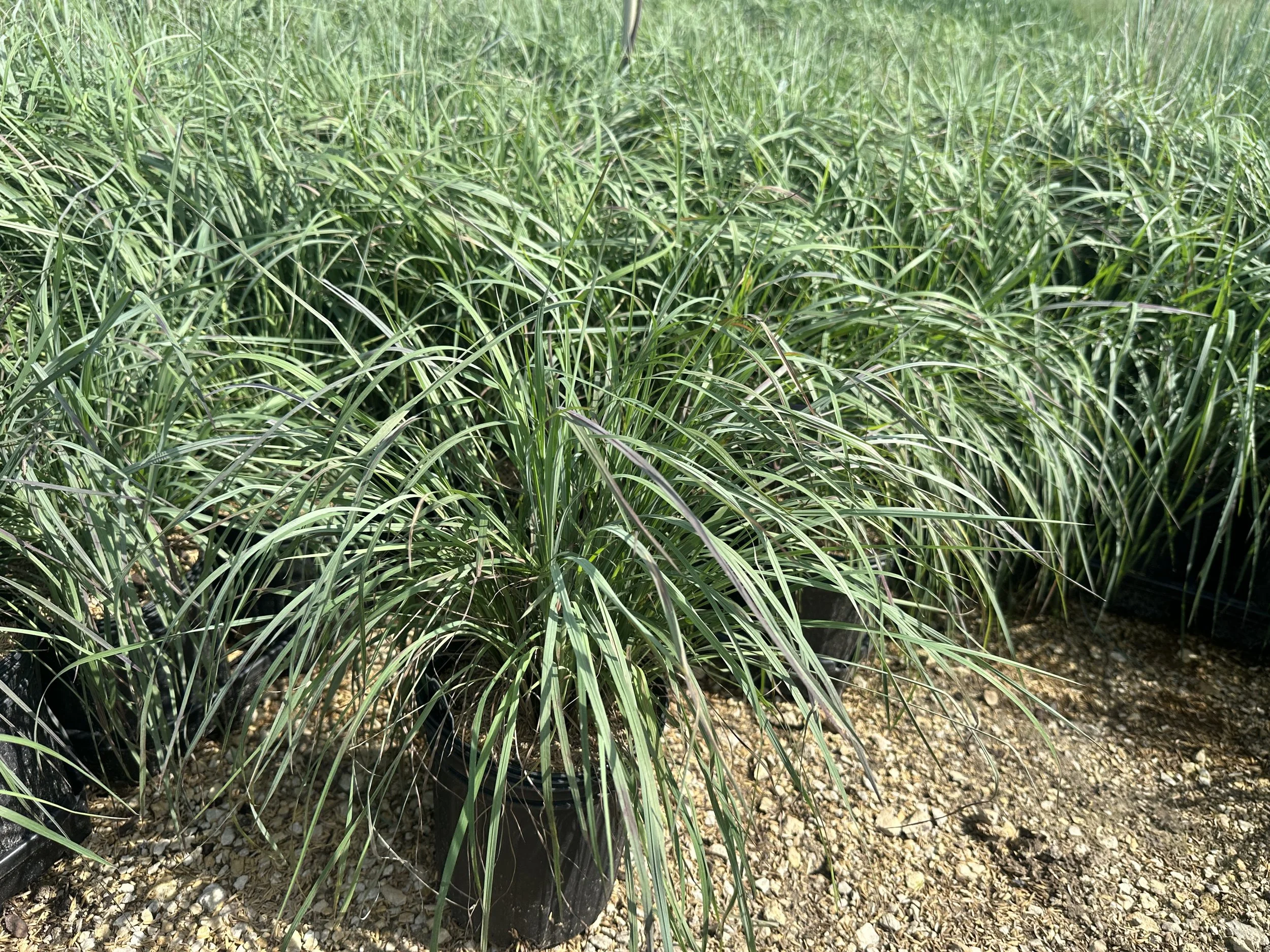 Schizachyrium scoparium Blue Heaven® 'MinnBlueA' PP17310