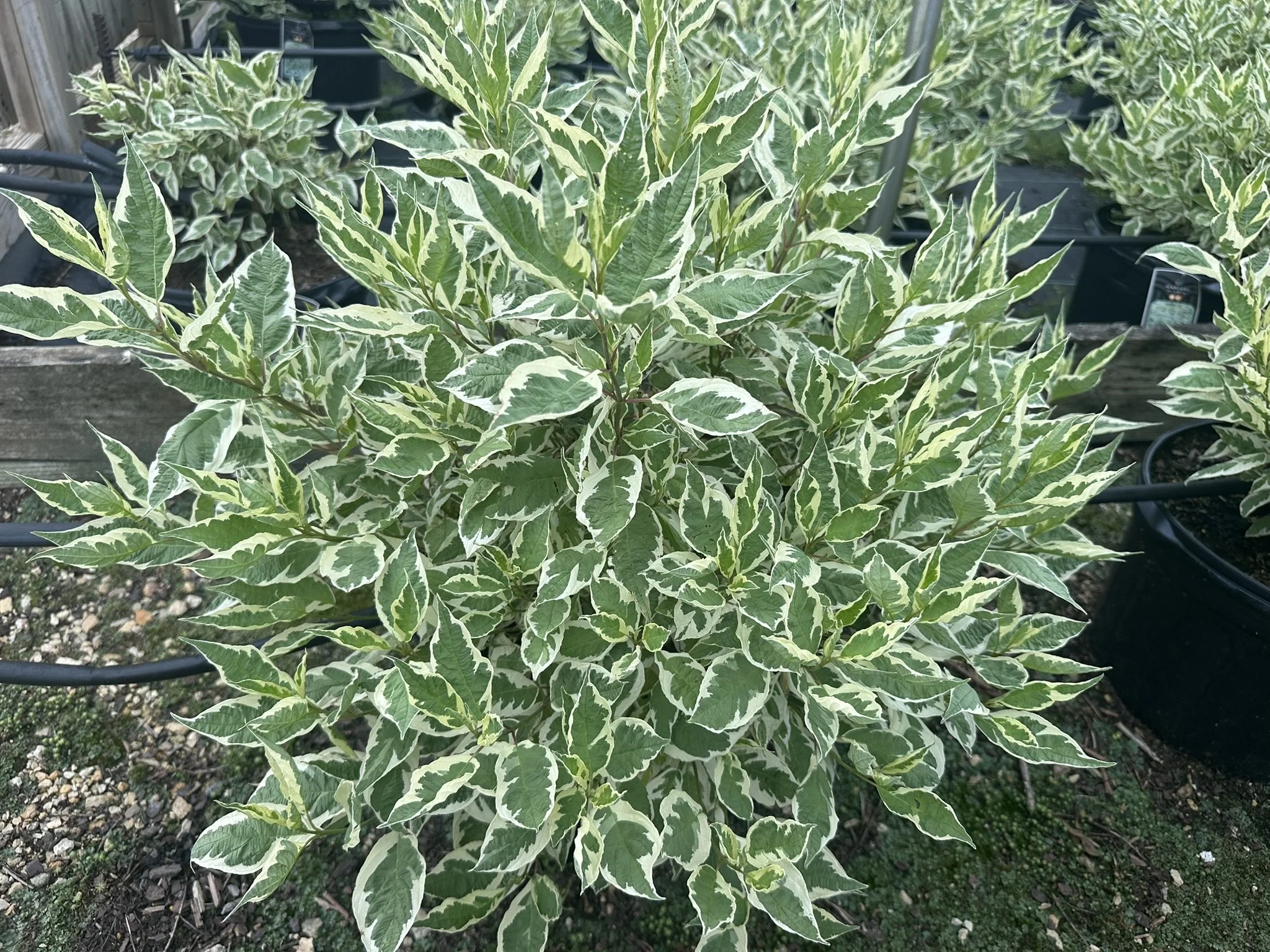 Cornus alba Ivory Halo® 'Bailhalo'