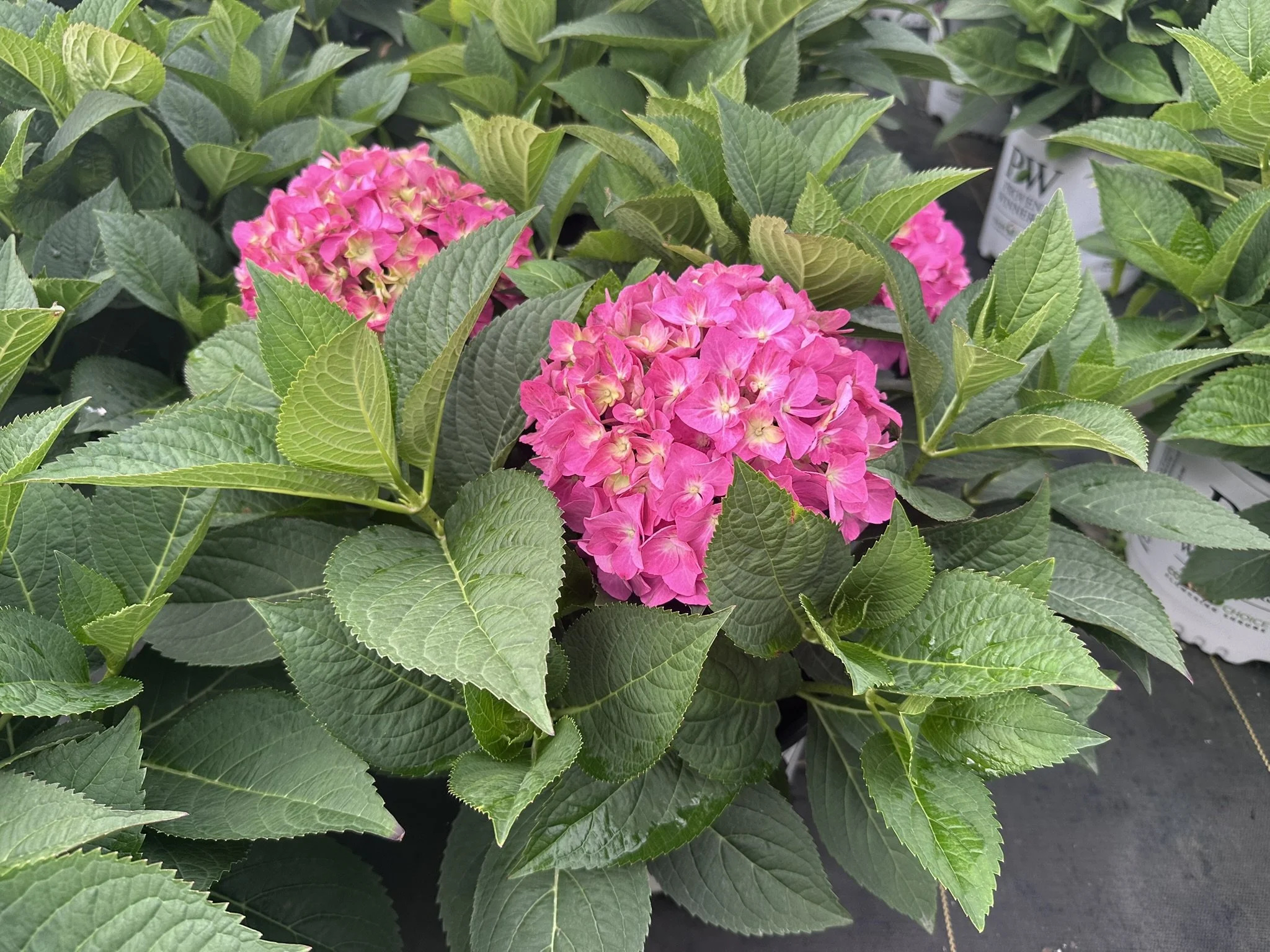 Hydrangea x Let's Dance ¡Arriba!® 'SMNHSC' PP33206