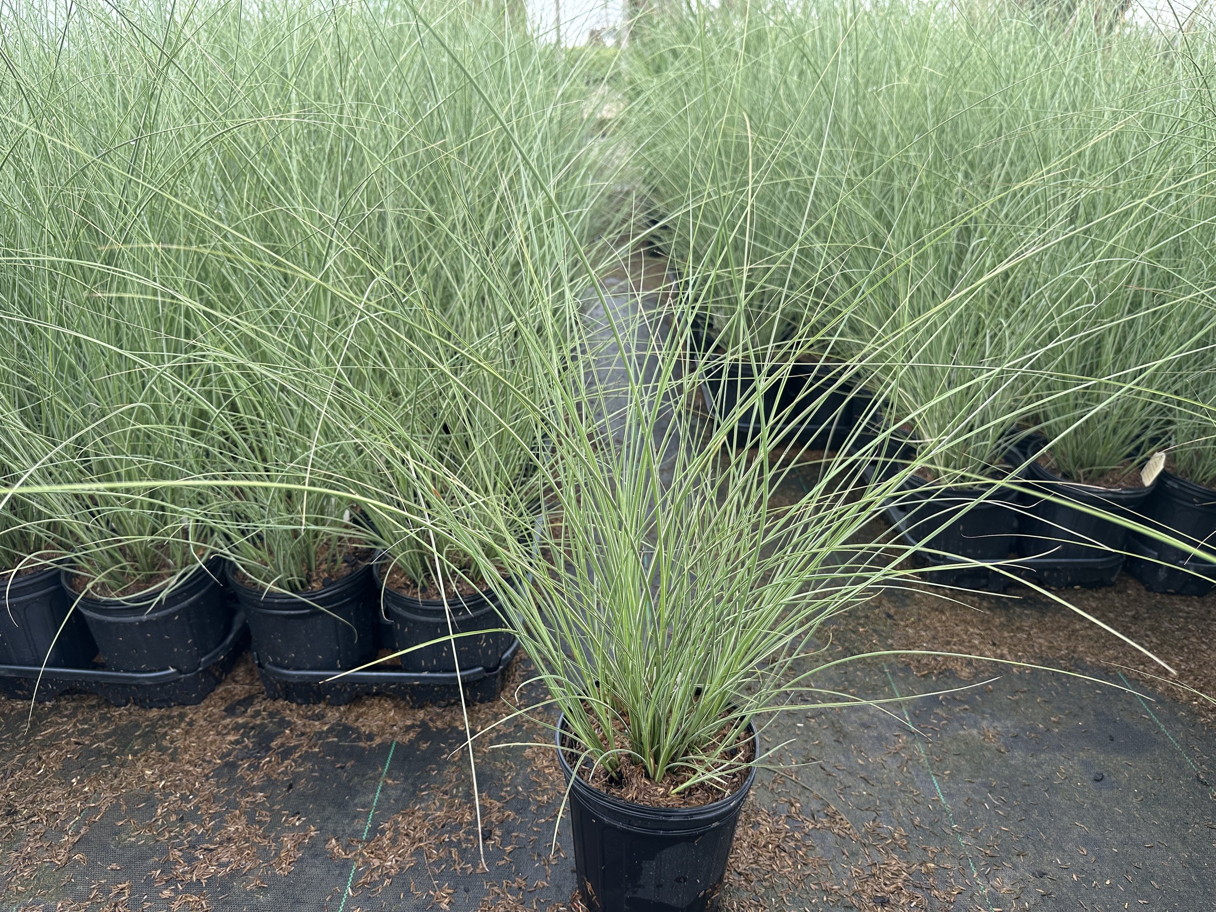 Miscanthus Morning Light.JPG