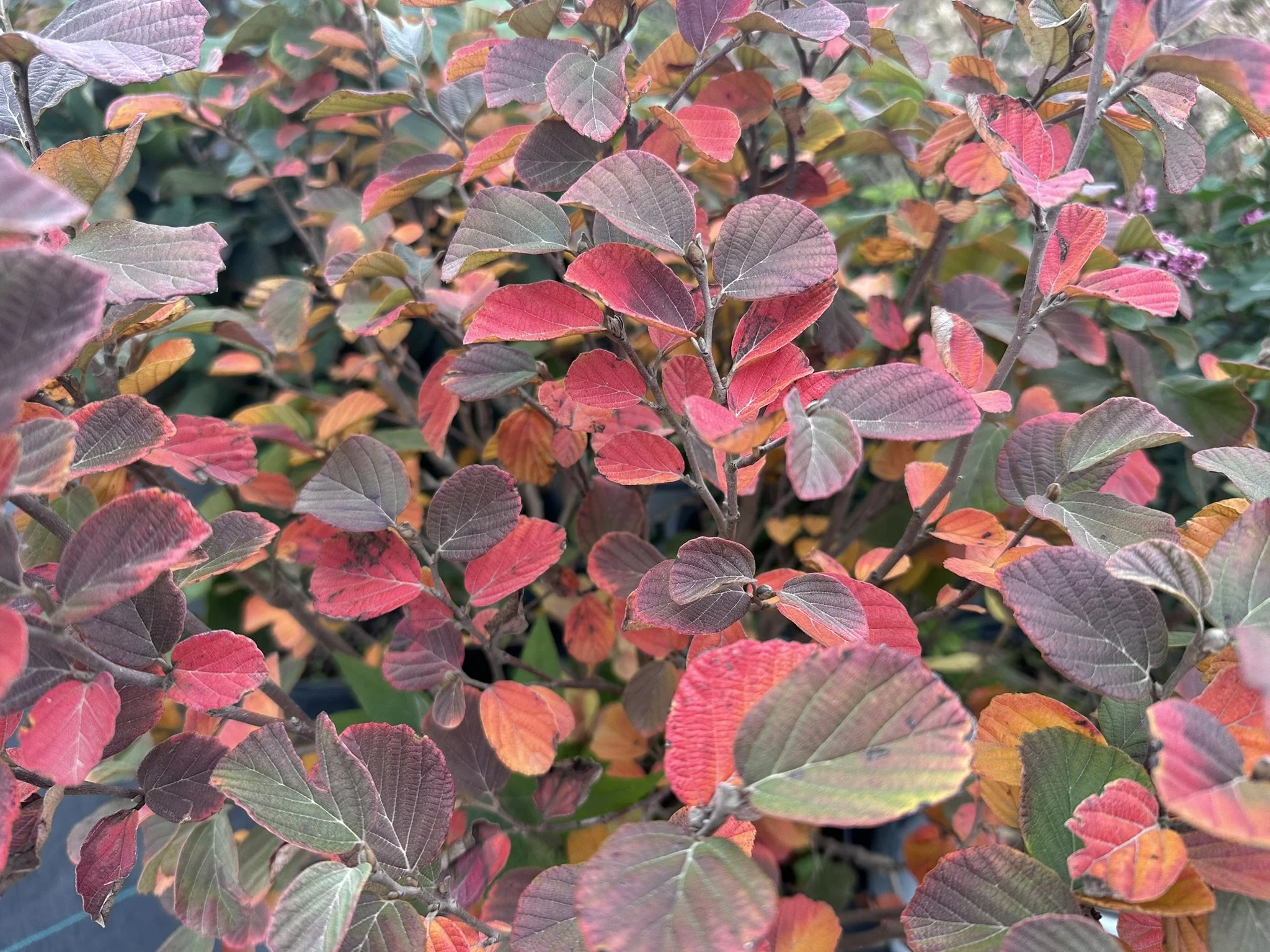 Fothergilla gardenii 'Mount Airy'