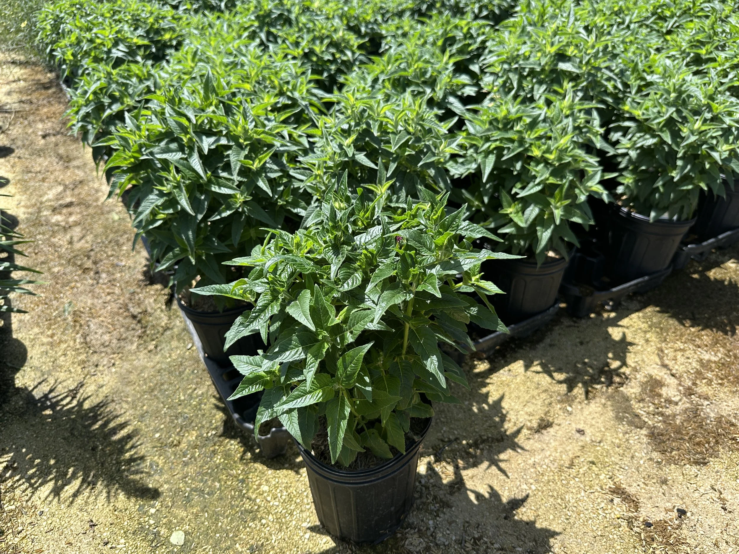 Monarda Grape Gumball.JPG