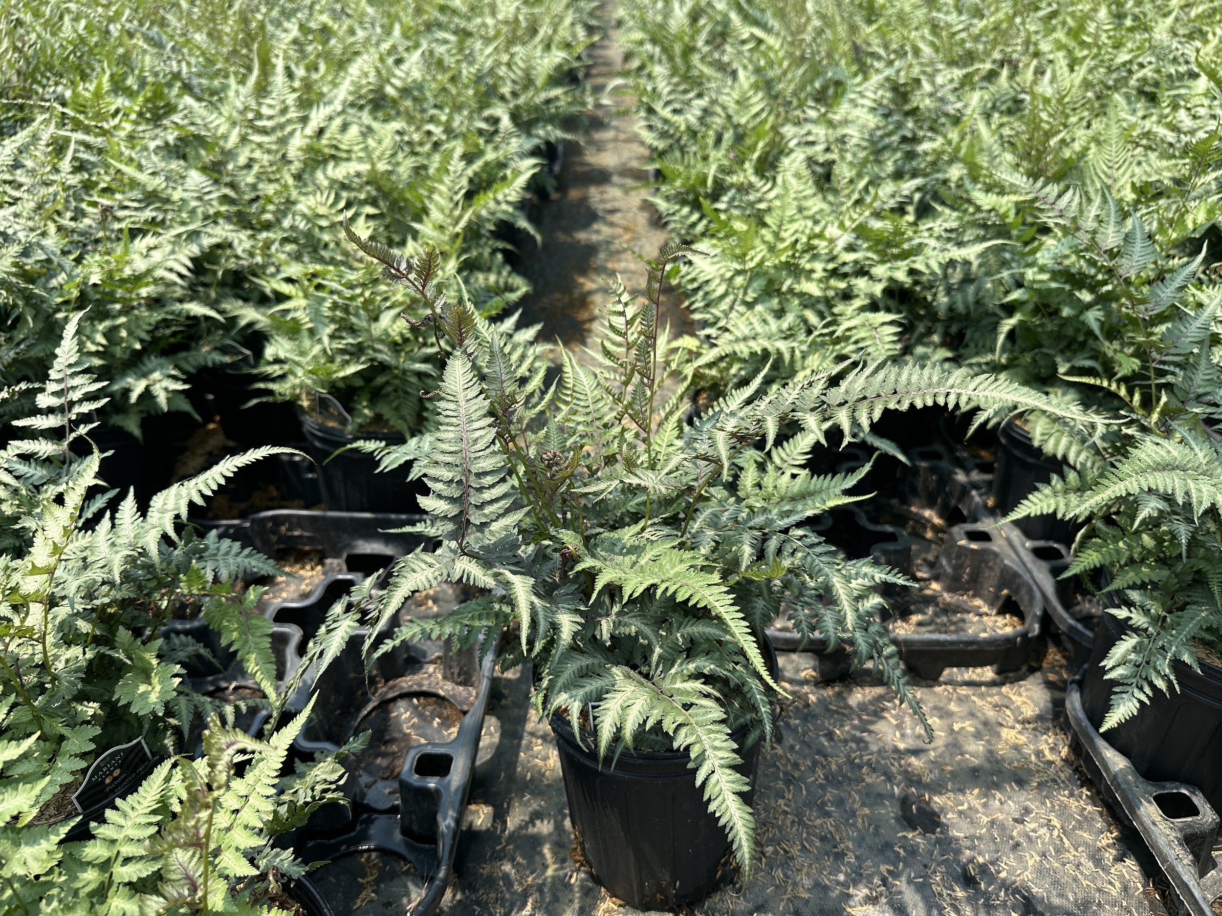 Athyrium niponicum 'Pictum'