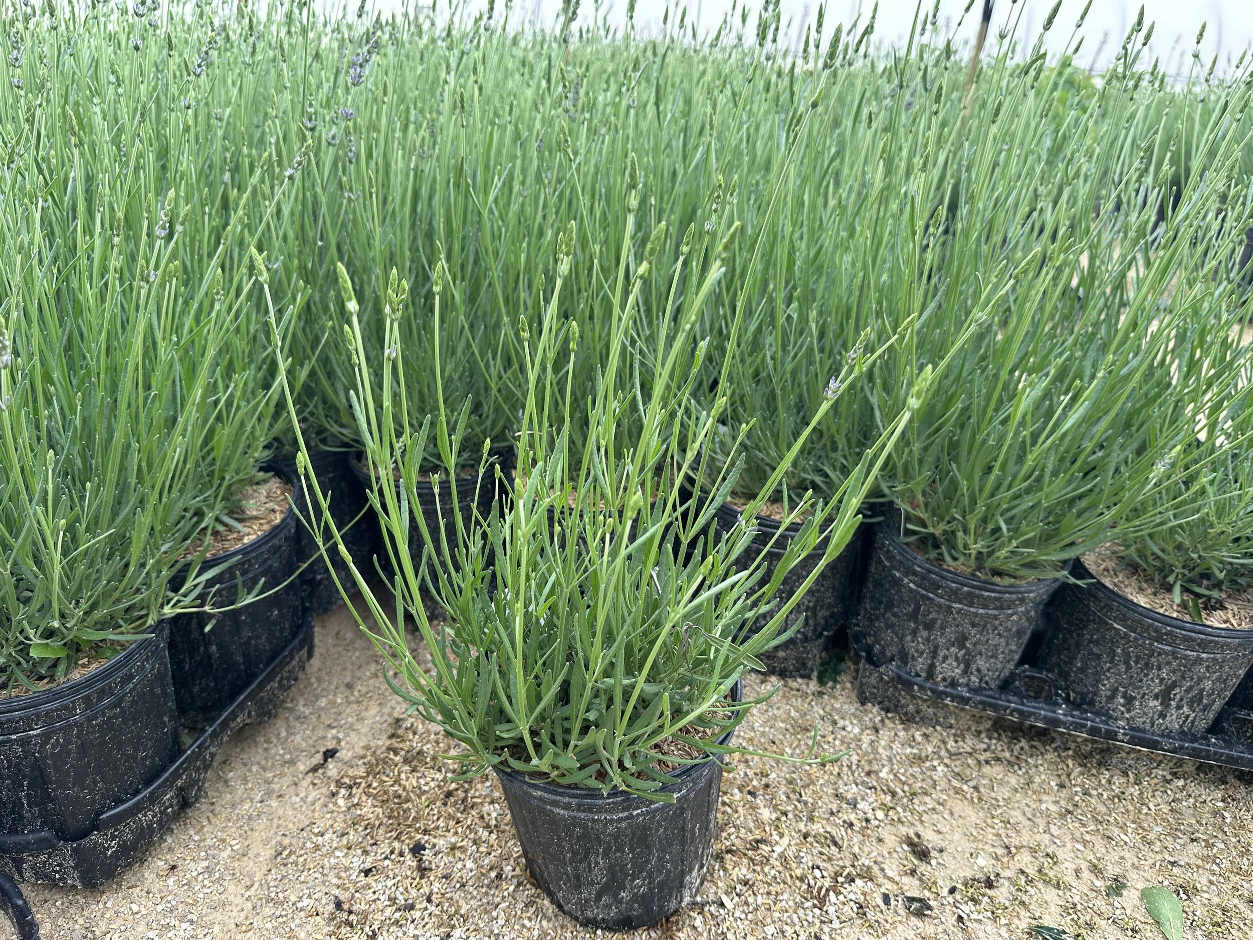 Lavandula x intermedia Phenomenal® 'Niko' PP24193
