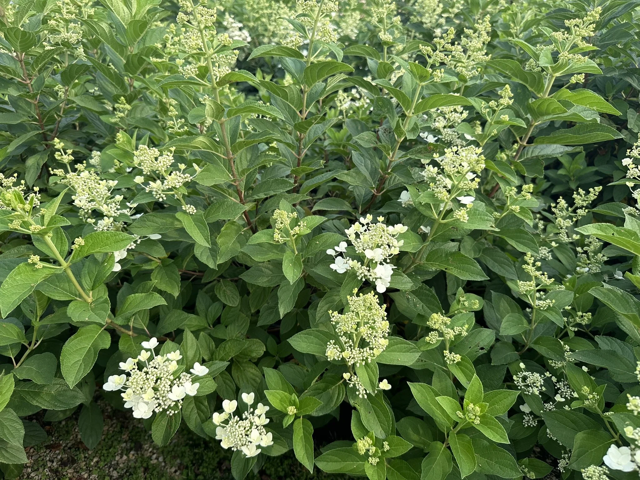 Hydrangea paniculata 'Tardiva'