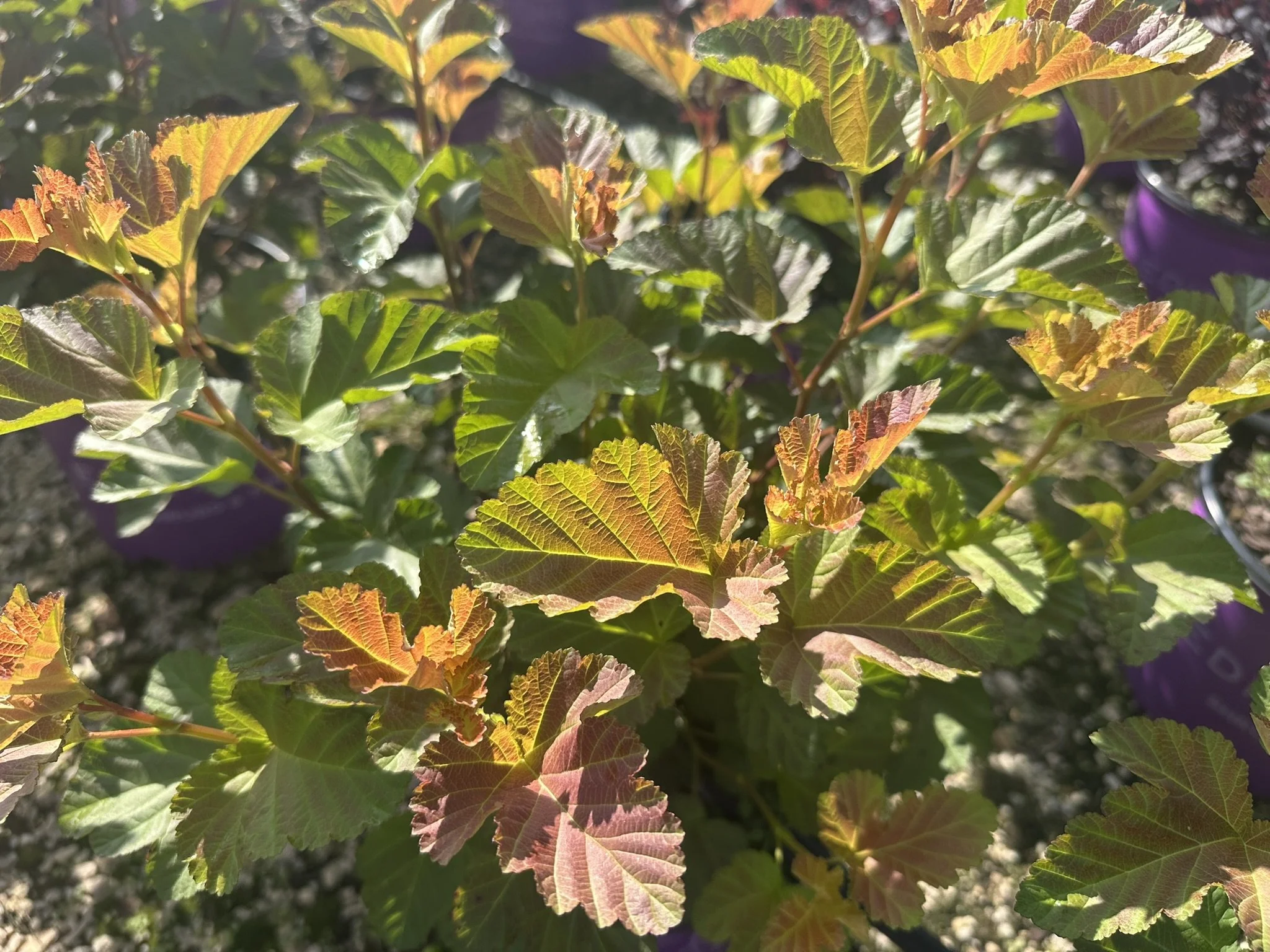 Physocarpus op. Amber Jubilee™ 'Jefam' PP23177