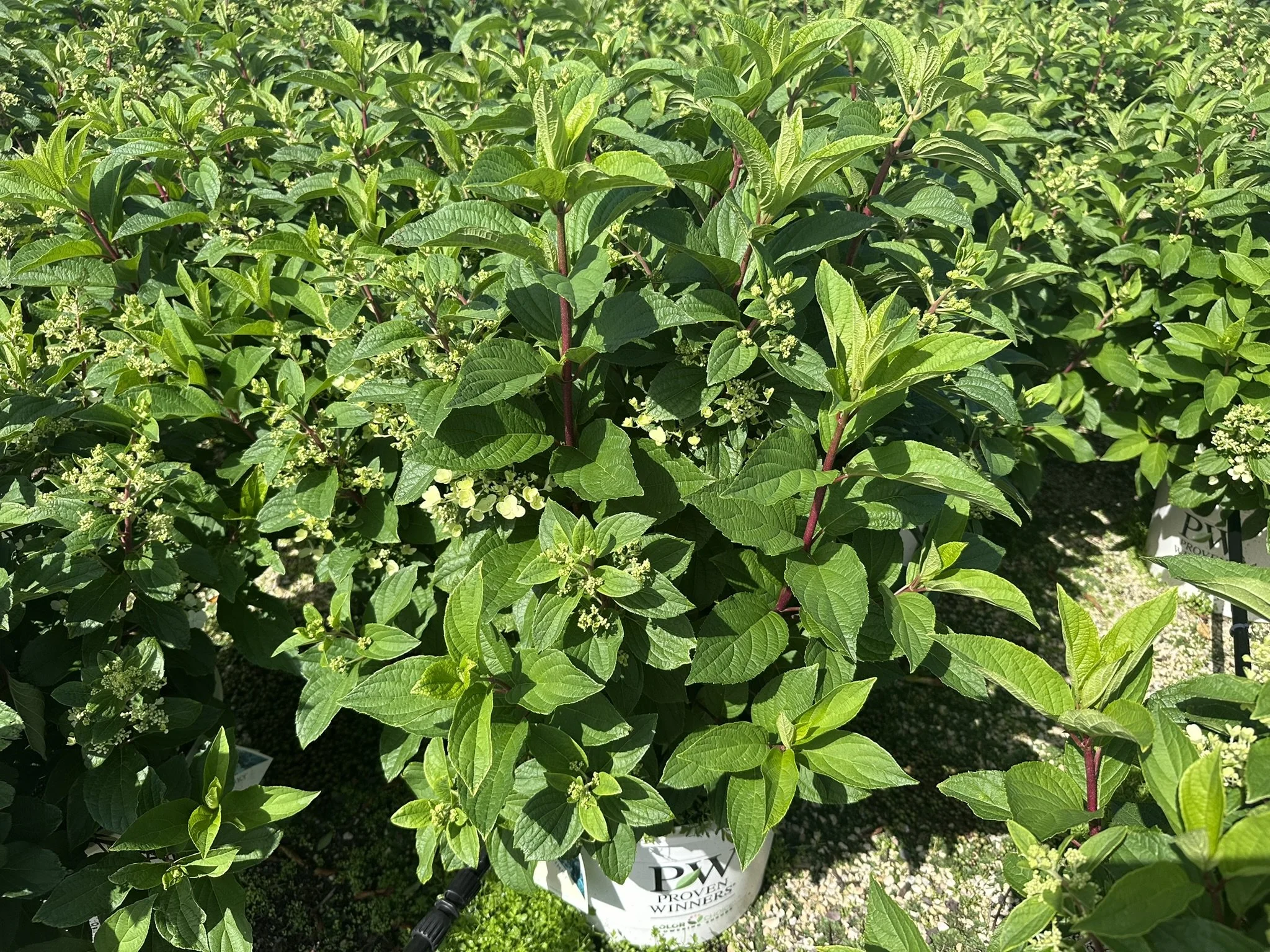 Hydrangea paniculata Pinky Winky® 'DVPPinky' PP16166