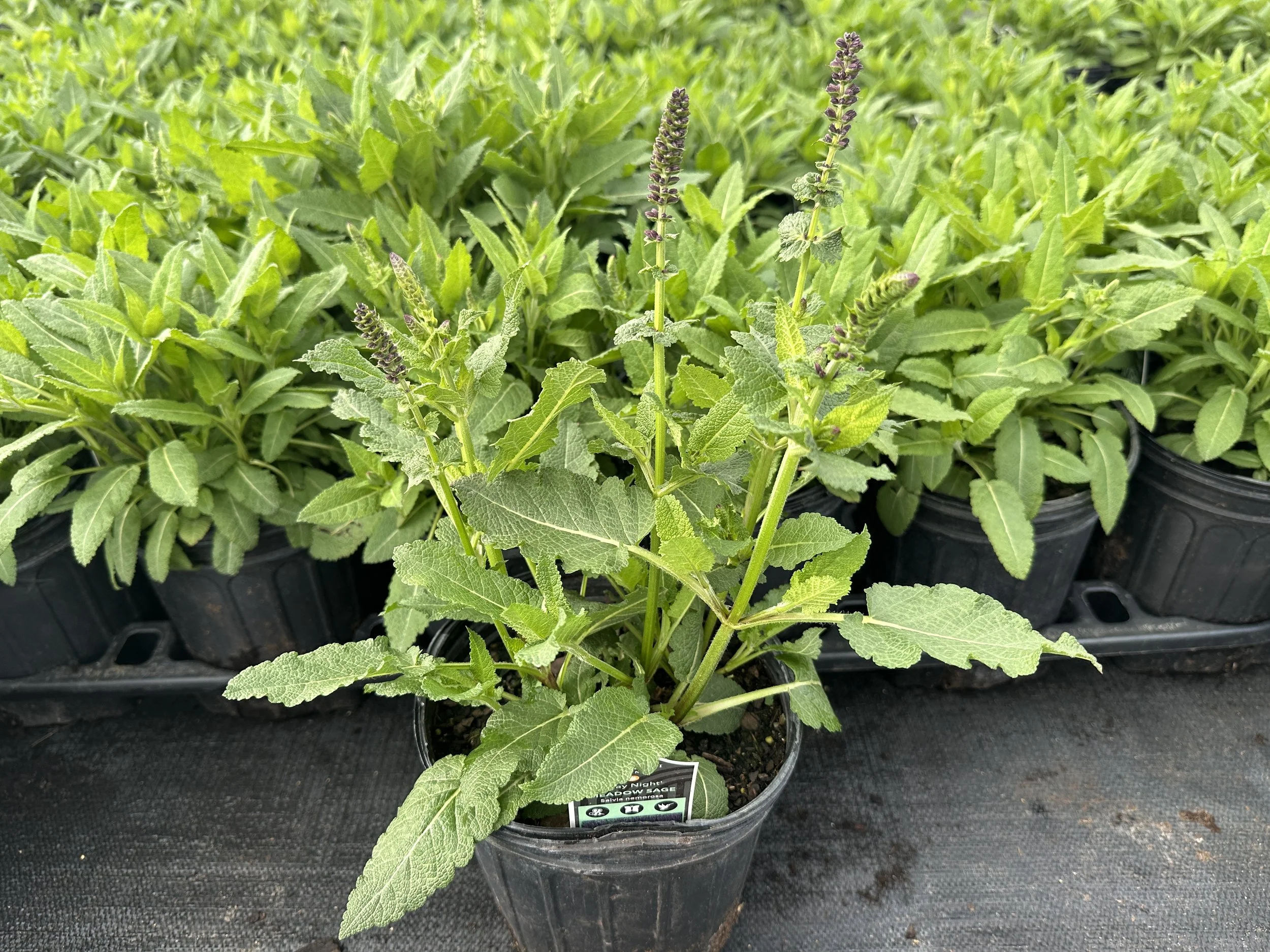 Salvia nemorosa 'May Night' ('Mainacht')