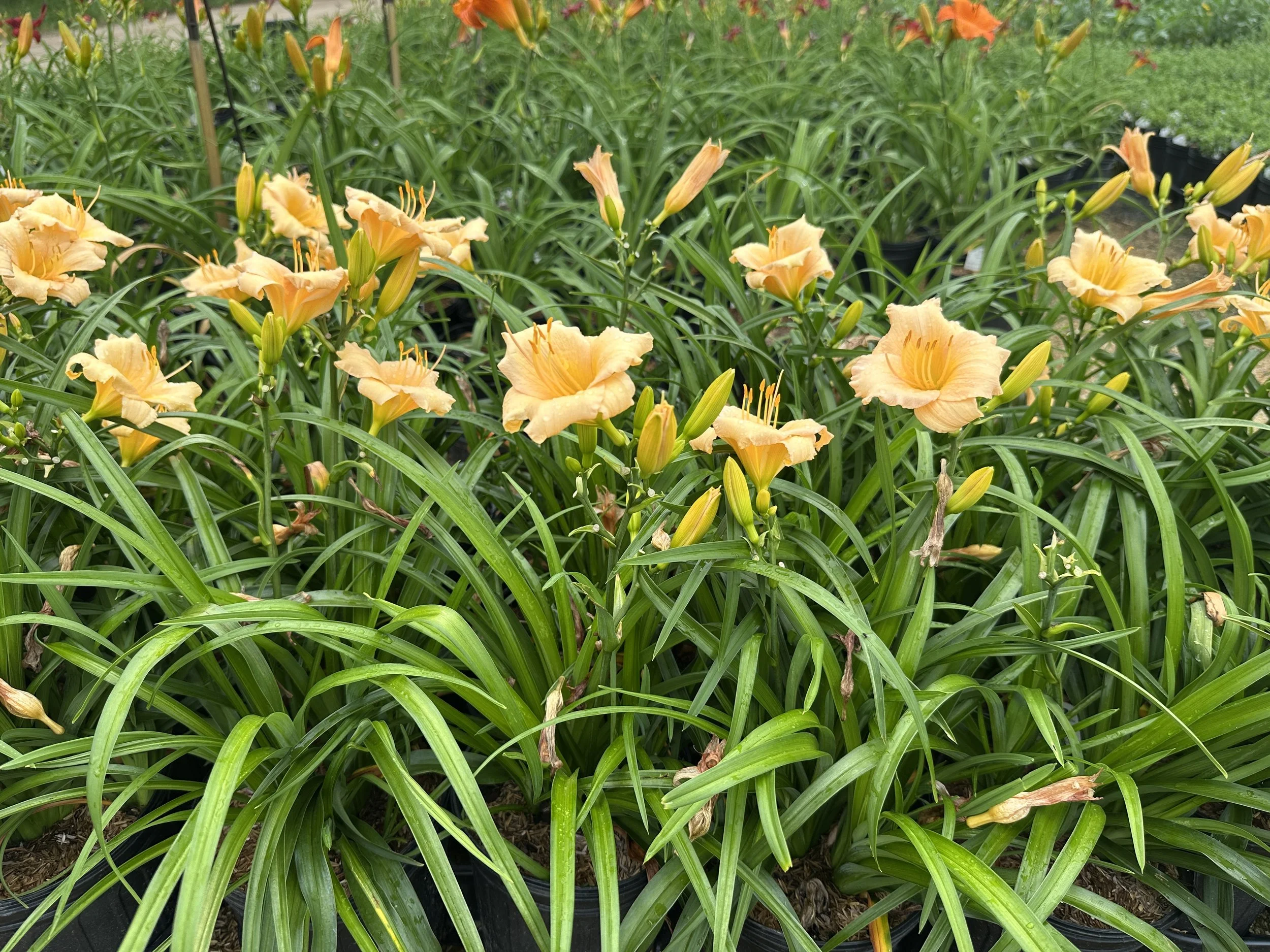 Hemerocallis 'Mini Pearl'