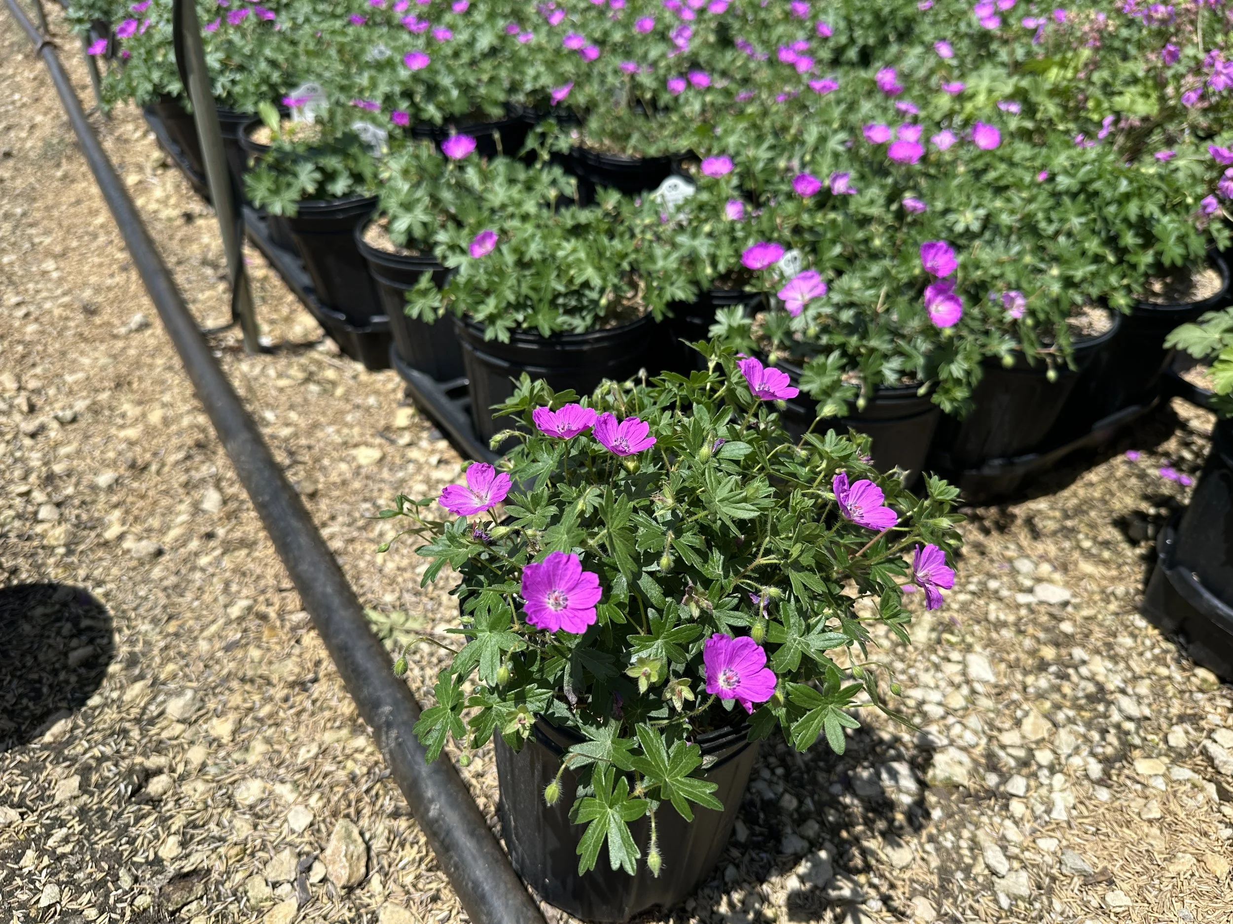 Geranium sanguineum 'Max Frei'