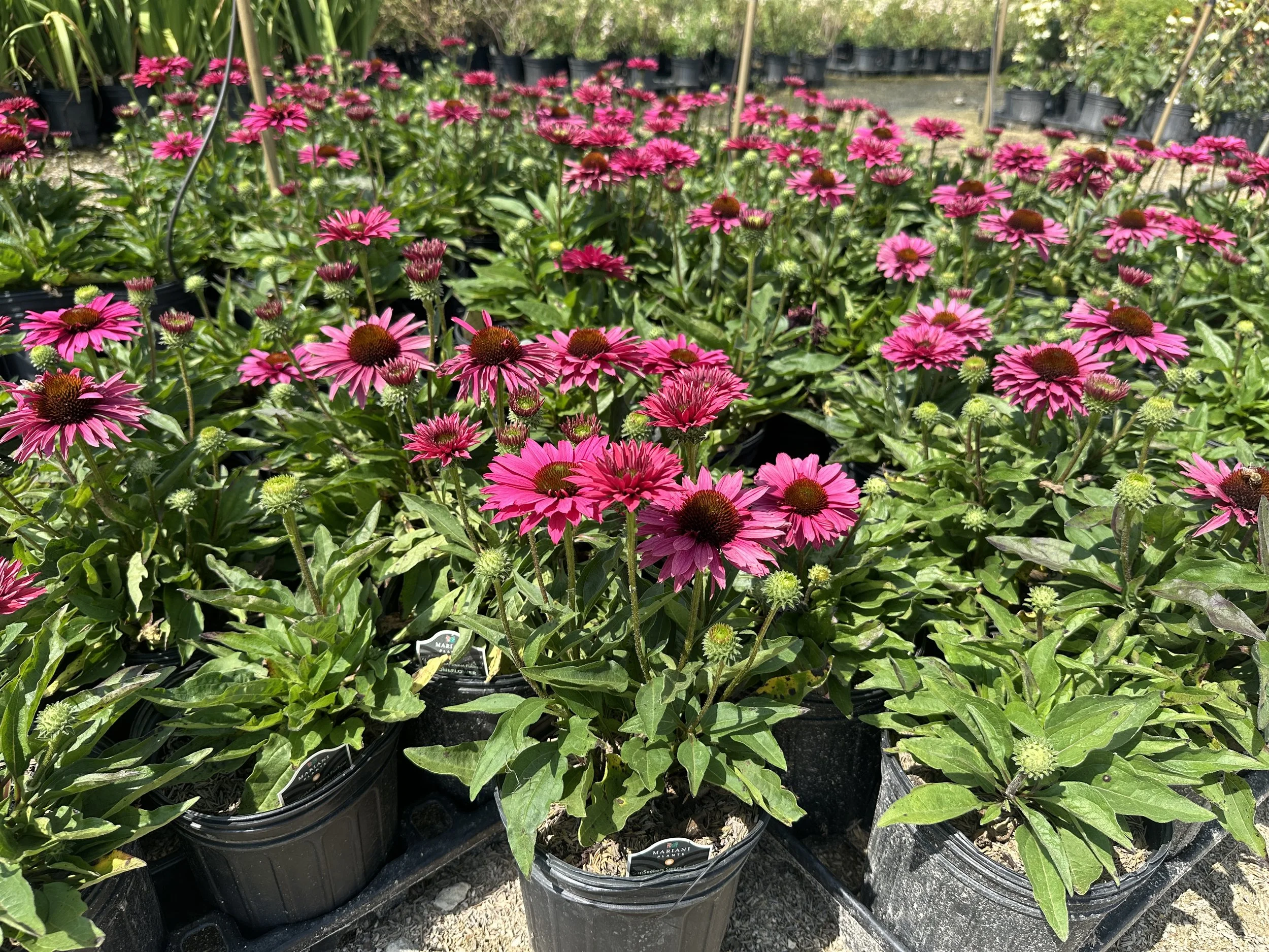 Echinacea Sunseekers® Sweet Fuchsia PP35709