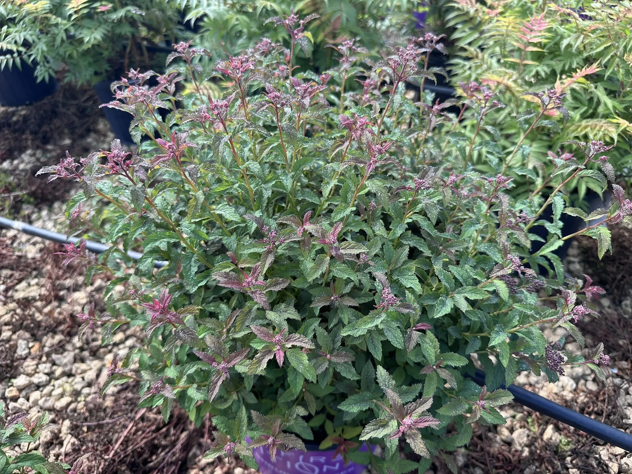 Spiraea x bumalda Superstar™ 'Denistar' PP22432